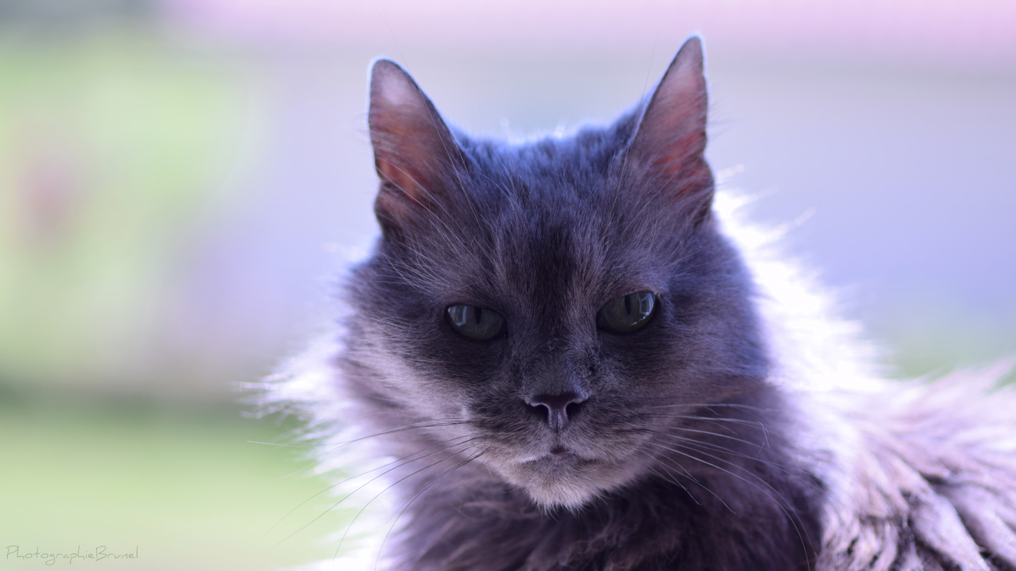 photographie animaux 1
