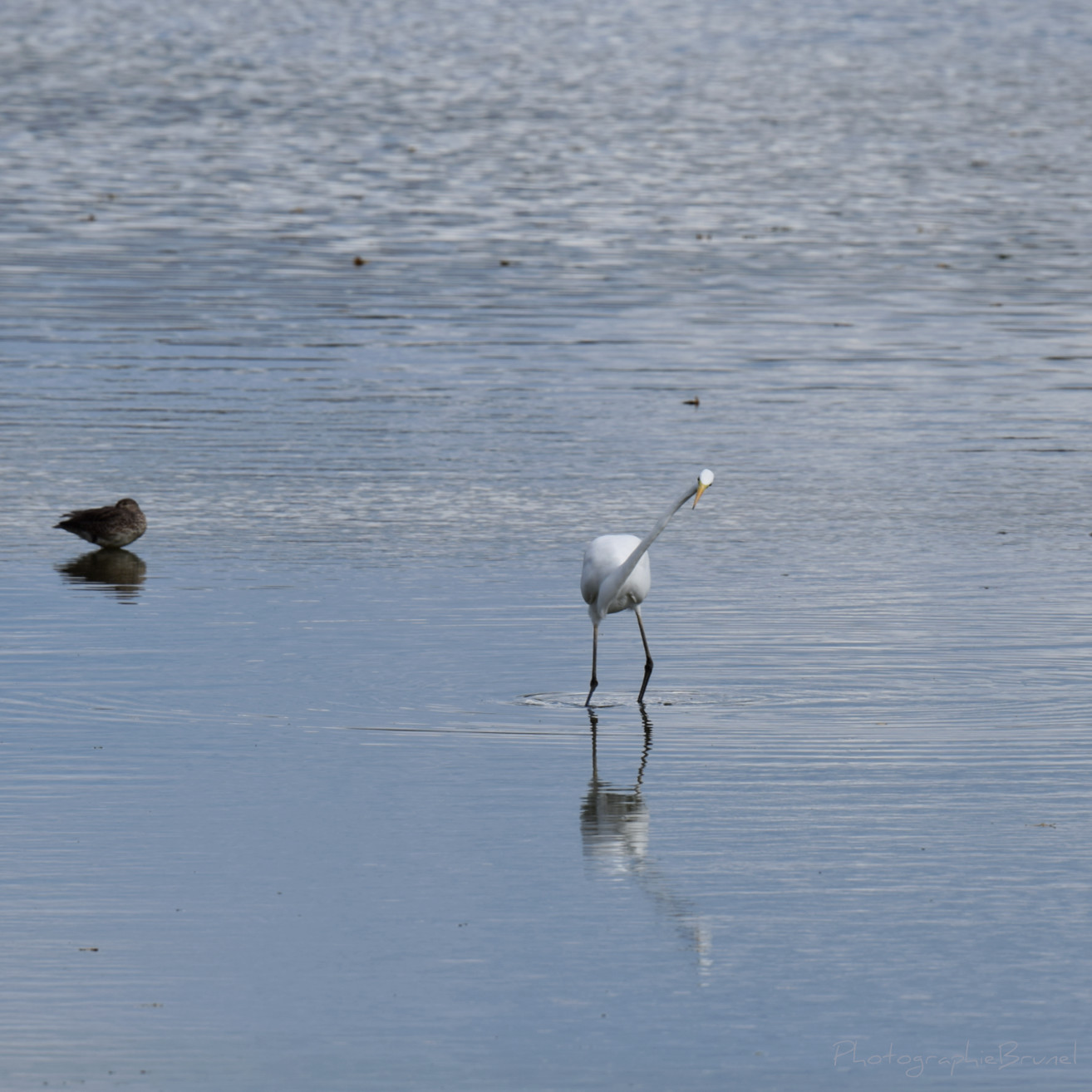 photographie animaux 2