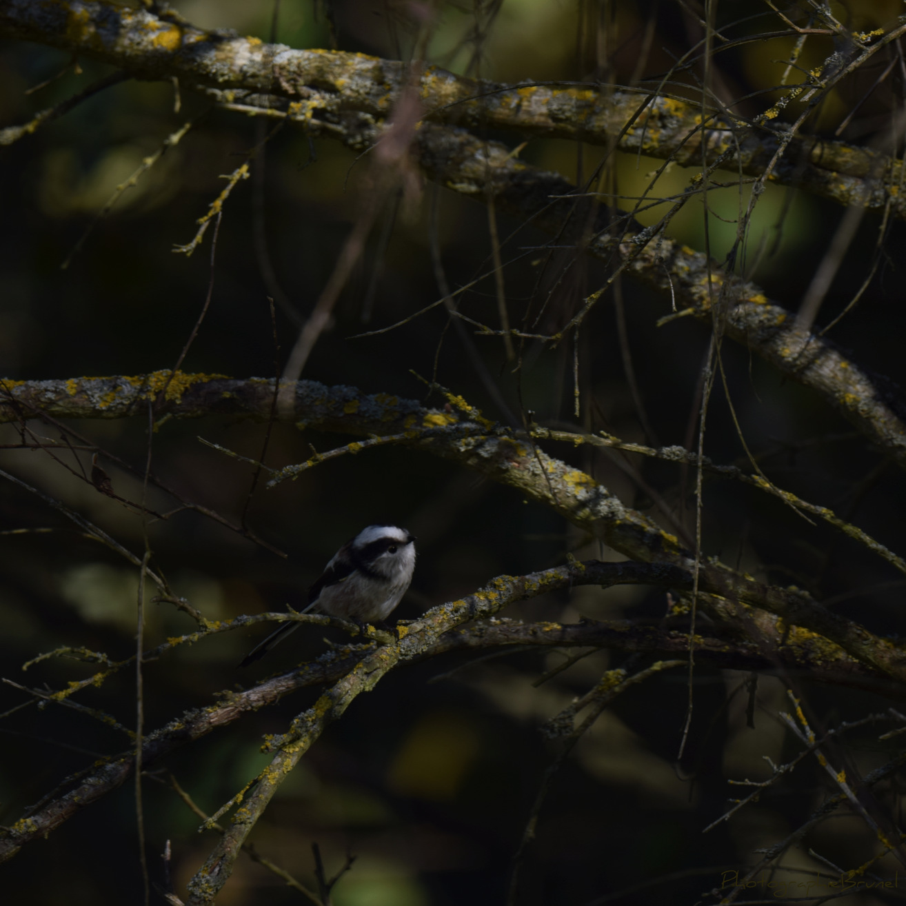 photographie animaux 3