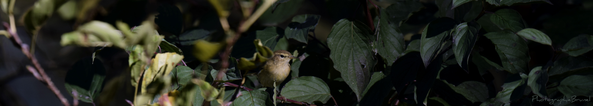photographie animaux 4