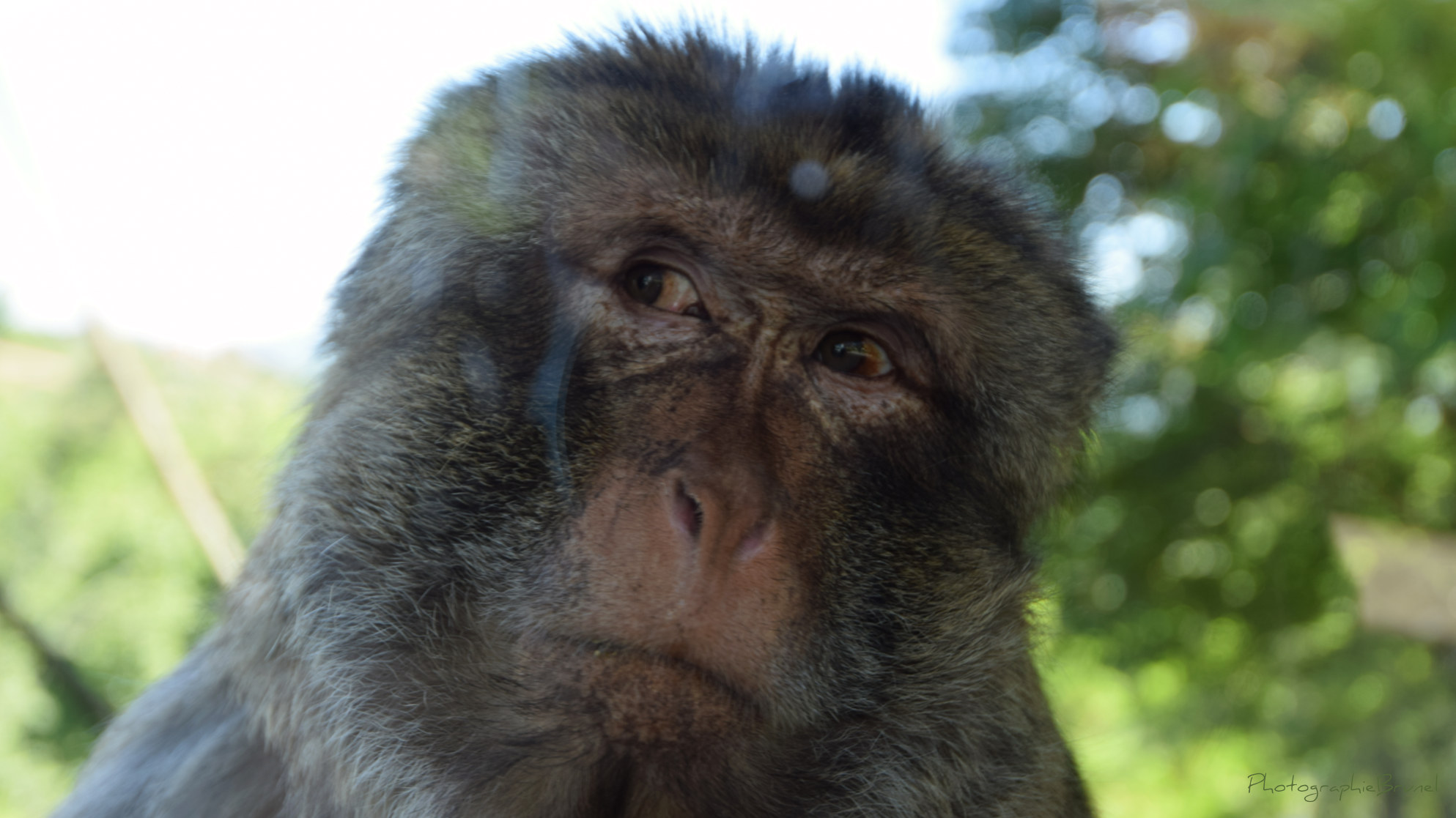 photographie animaux 5