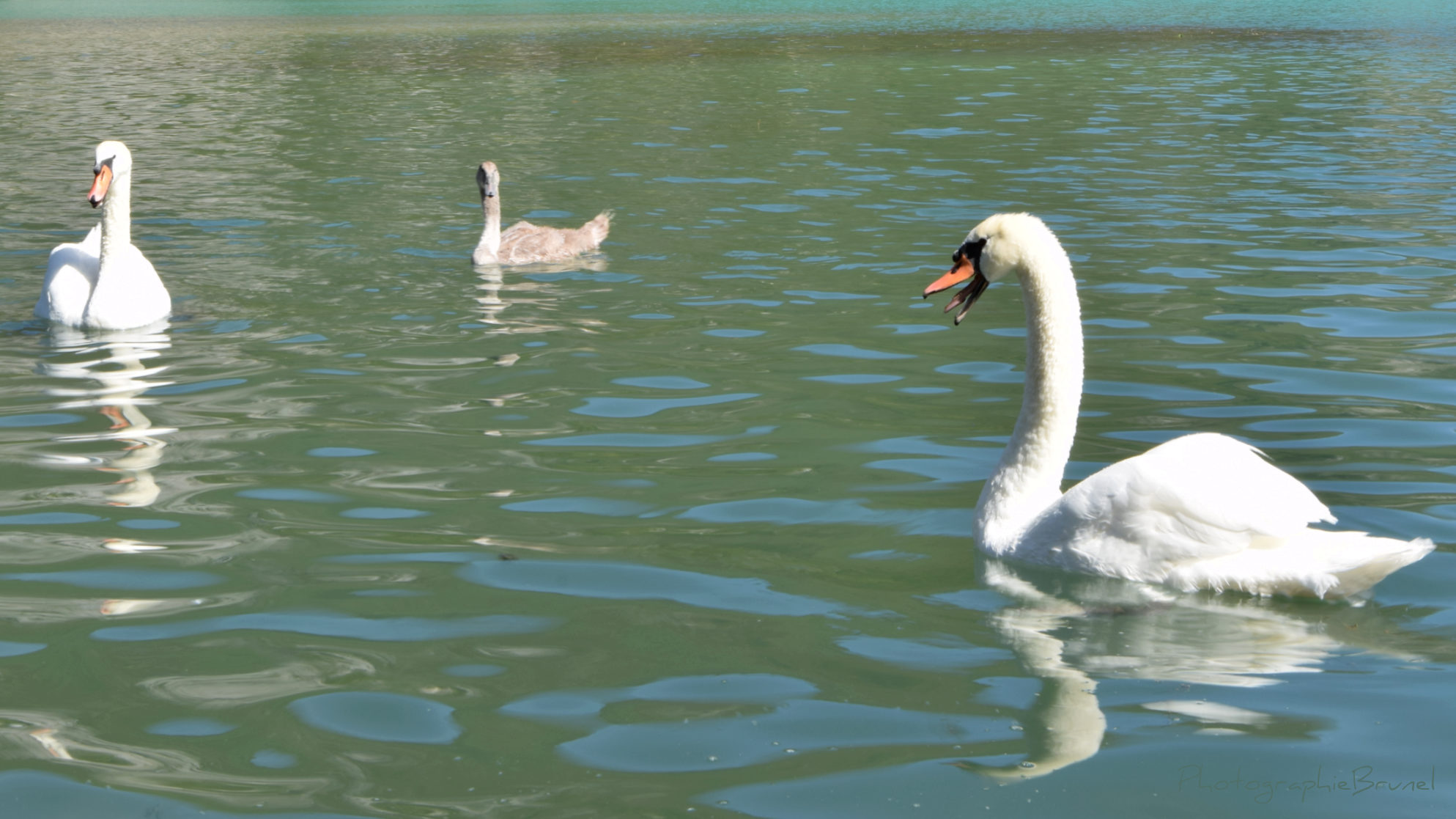 photographie animaux 6