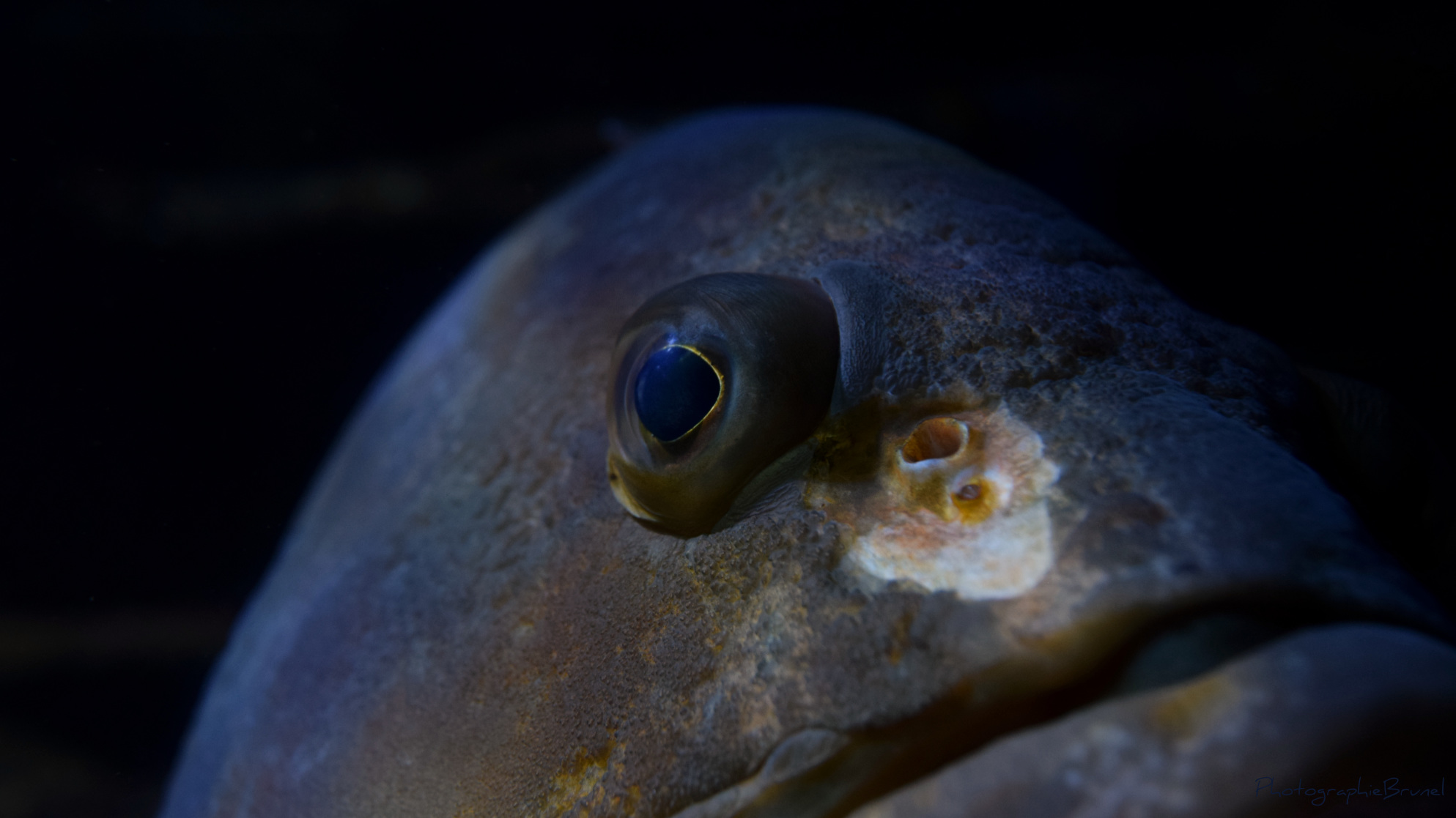 photographie animaux 7