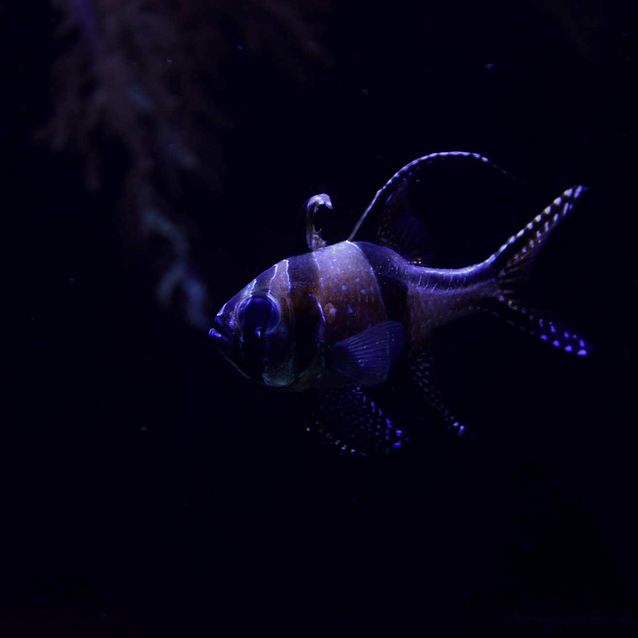 photographie animaux 8