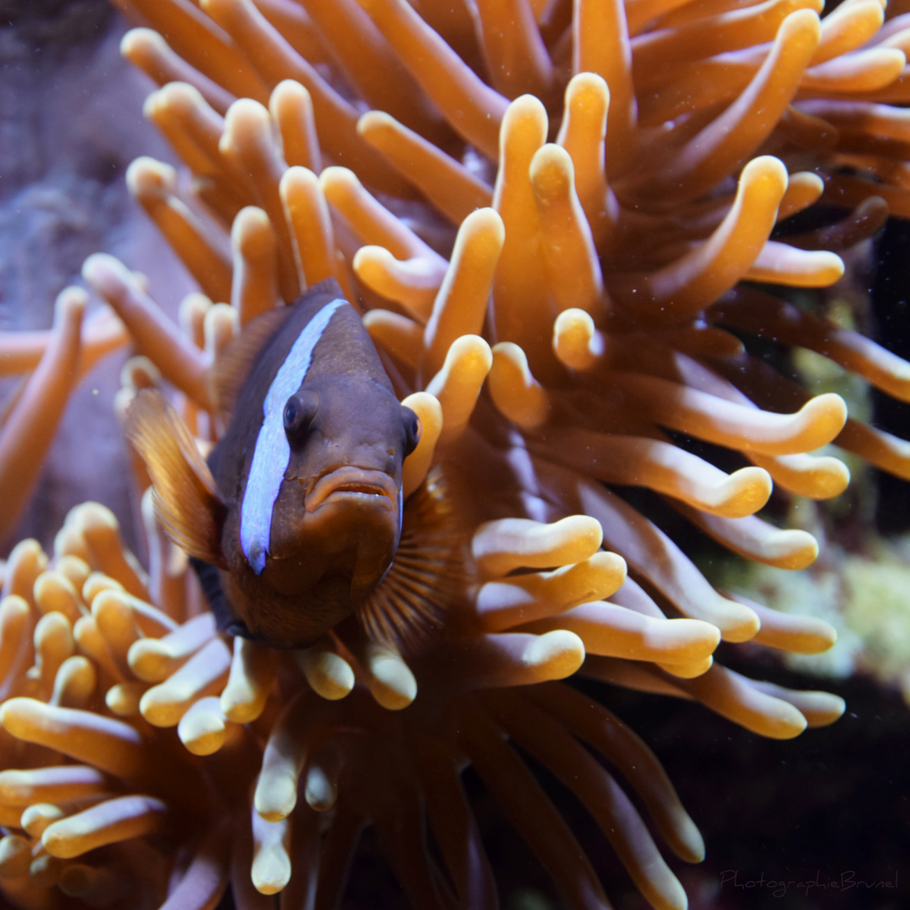 photographie animaux 9