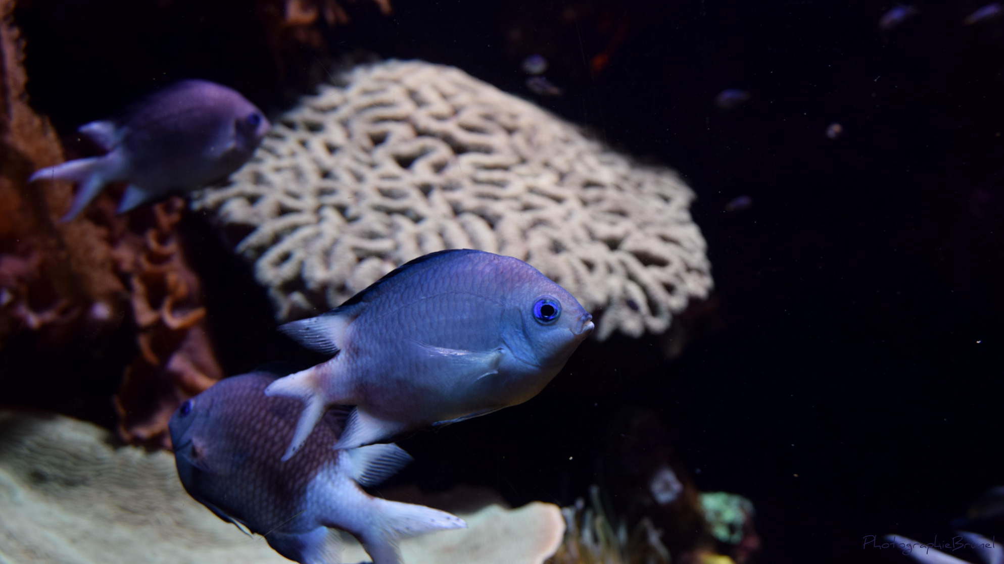 photographie animaux 10