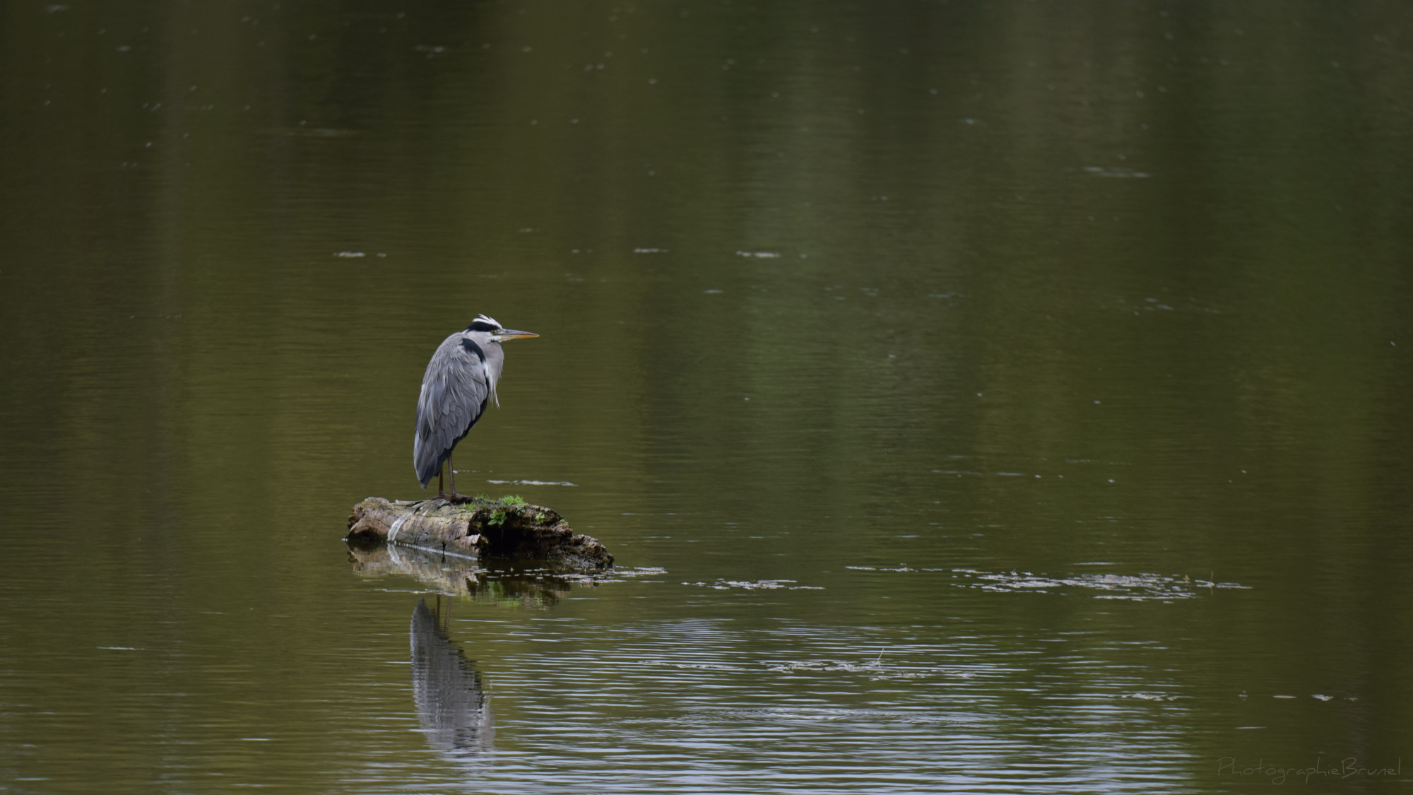 photographie animaux 11