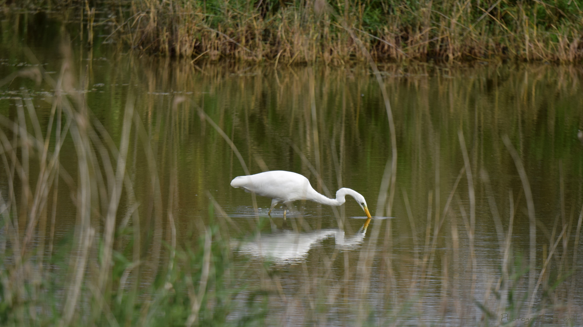 photographie animaux 12