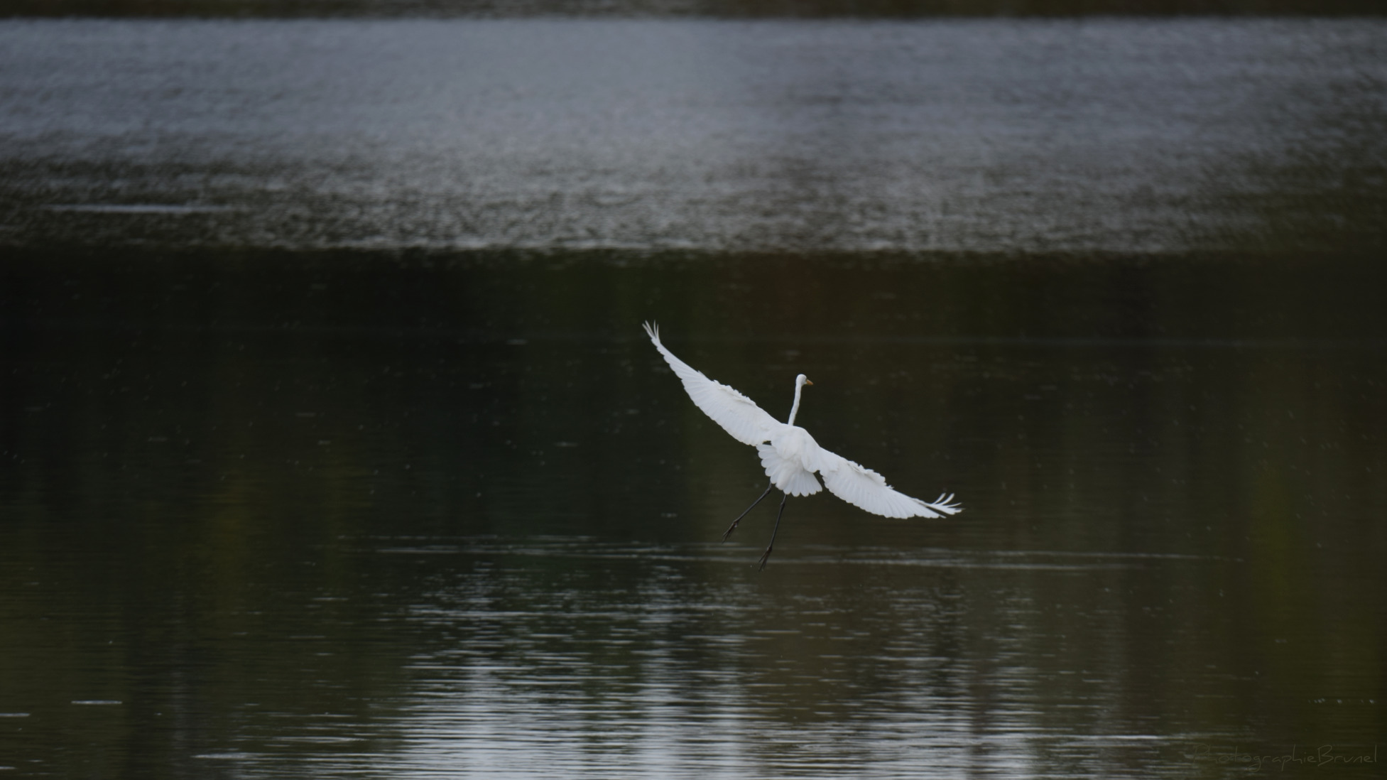photographie animaux 13