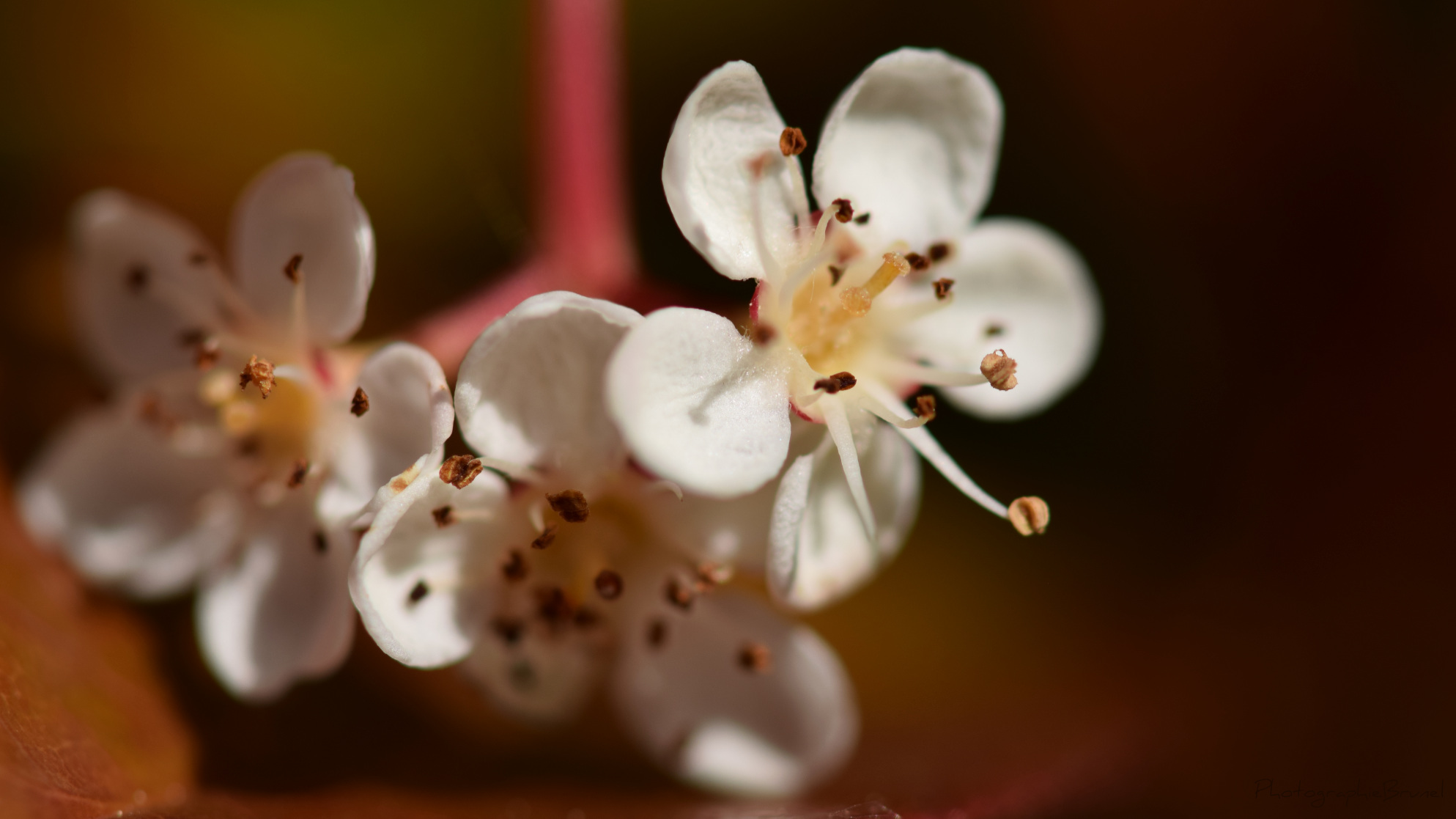 macrophotographie 2