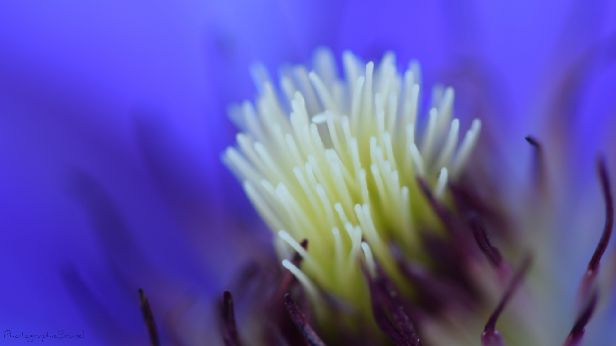 macrophotographie 4