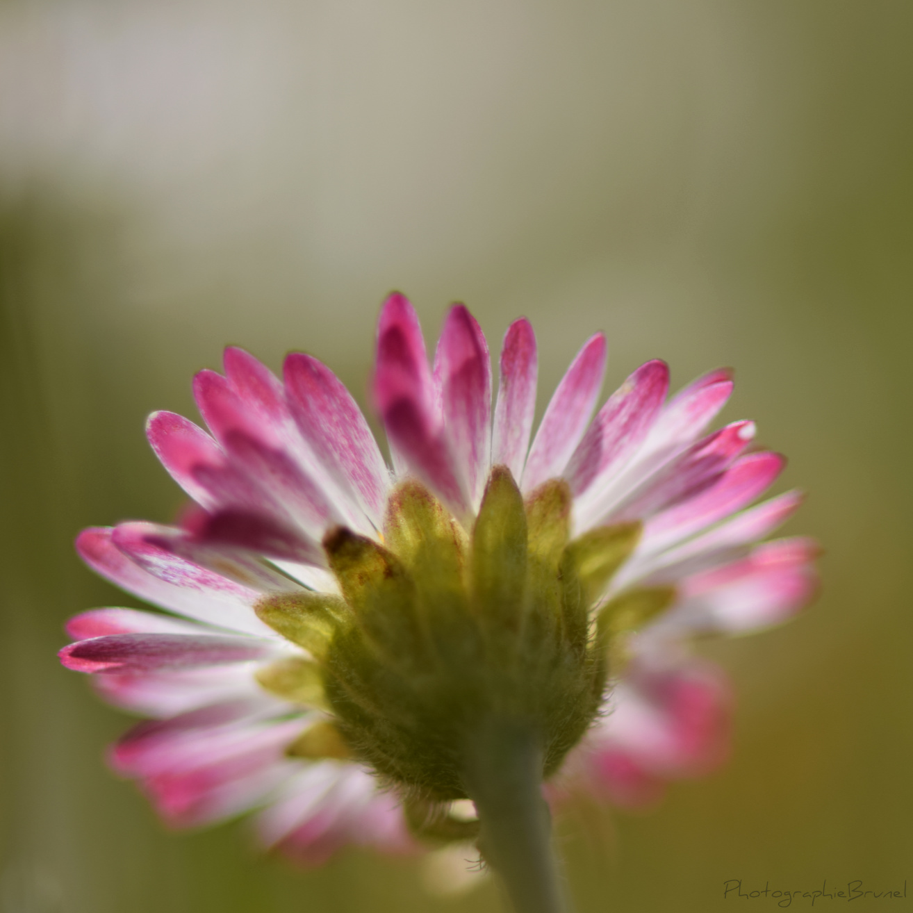 macrophotographie 6
