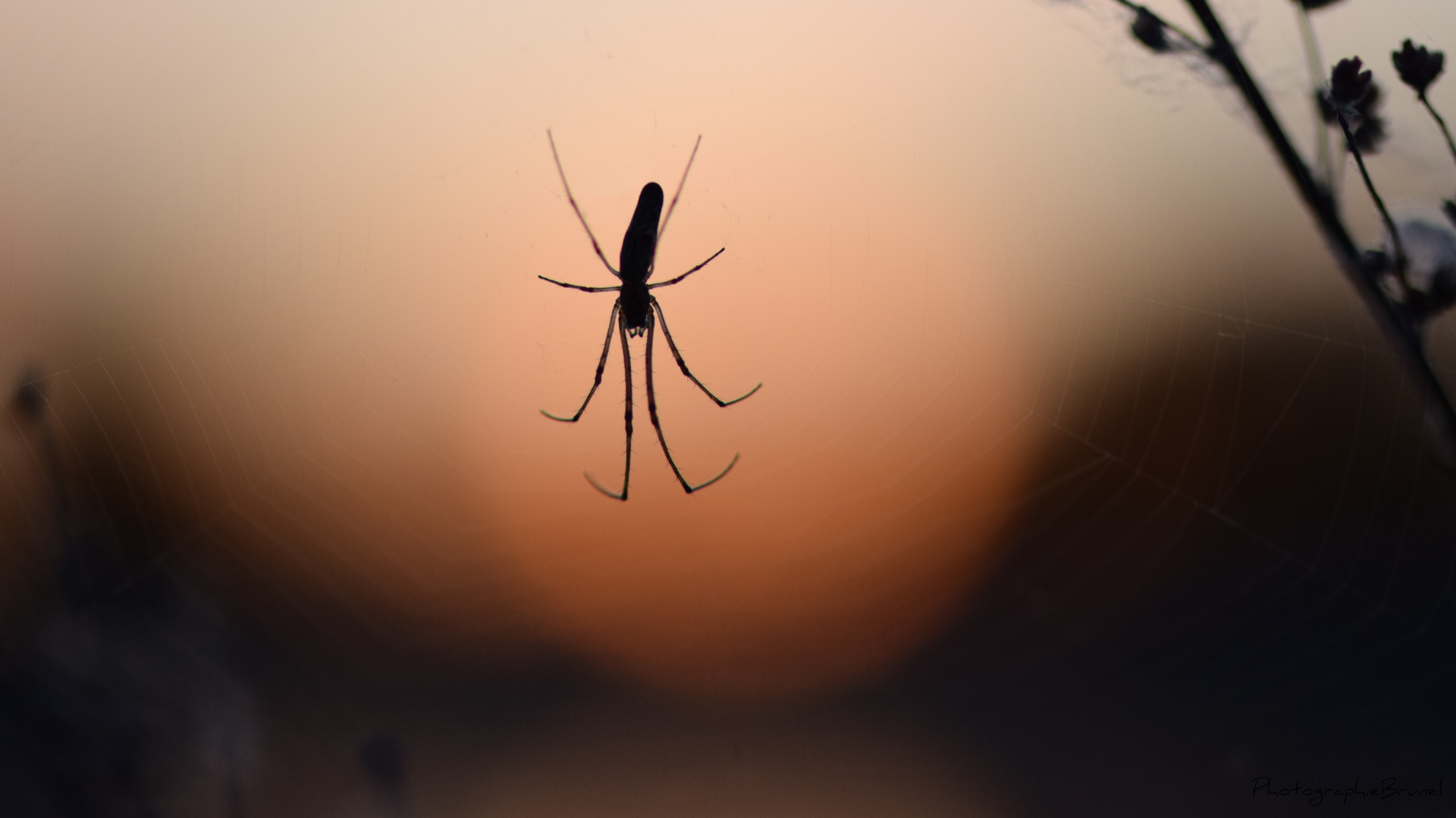 macrophotographie 8