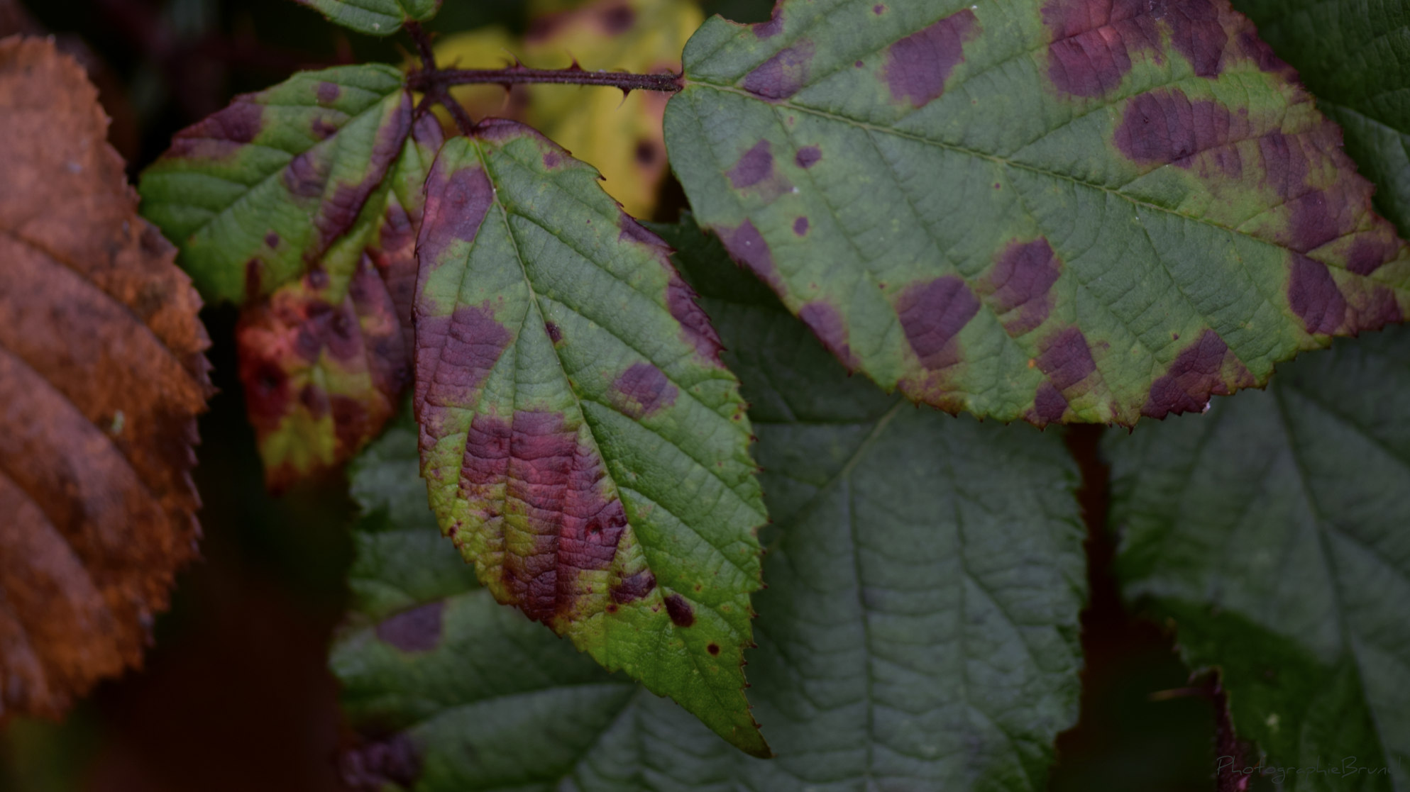 macrophotographie 9