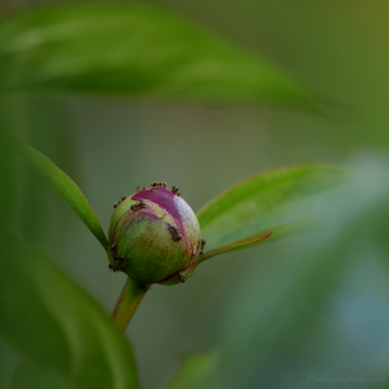 macrophotographie 10