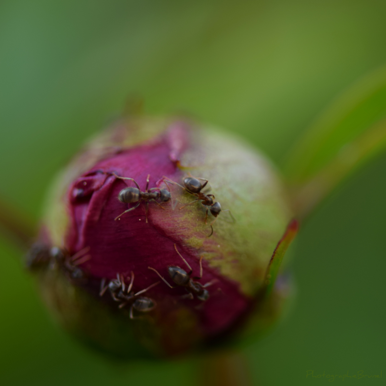 macrophotographie 11