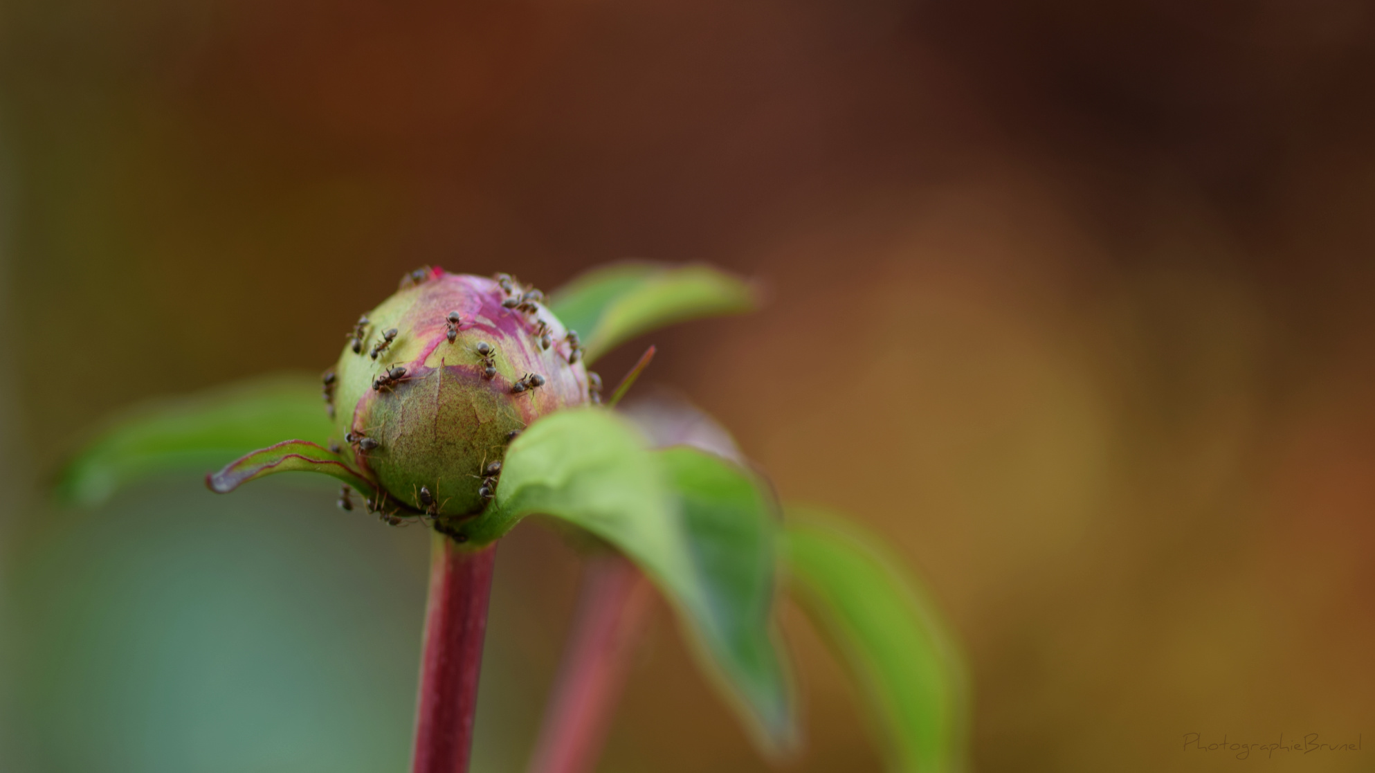 macrophotographie 12