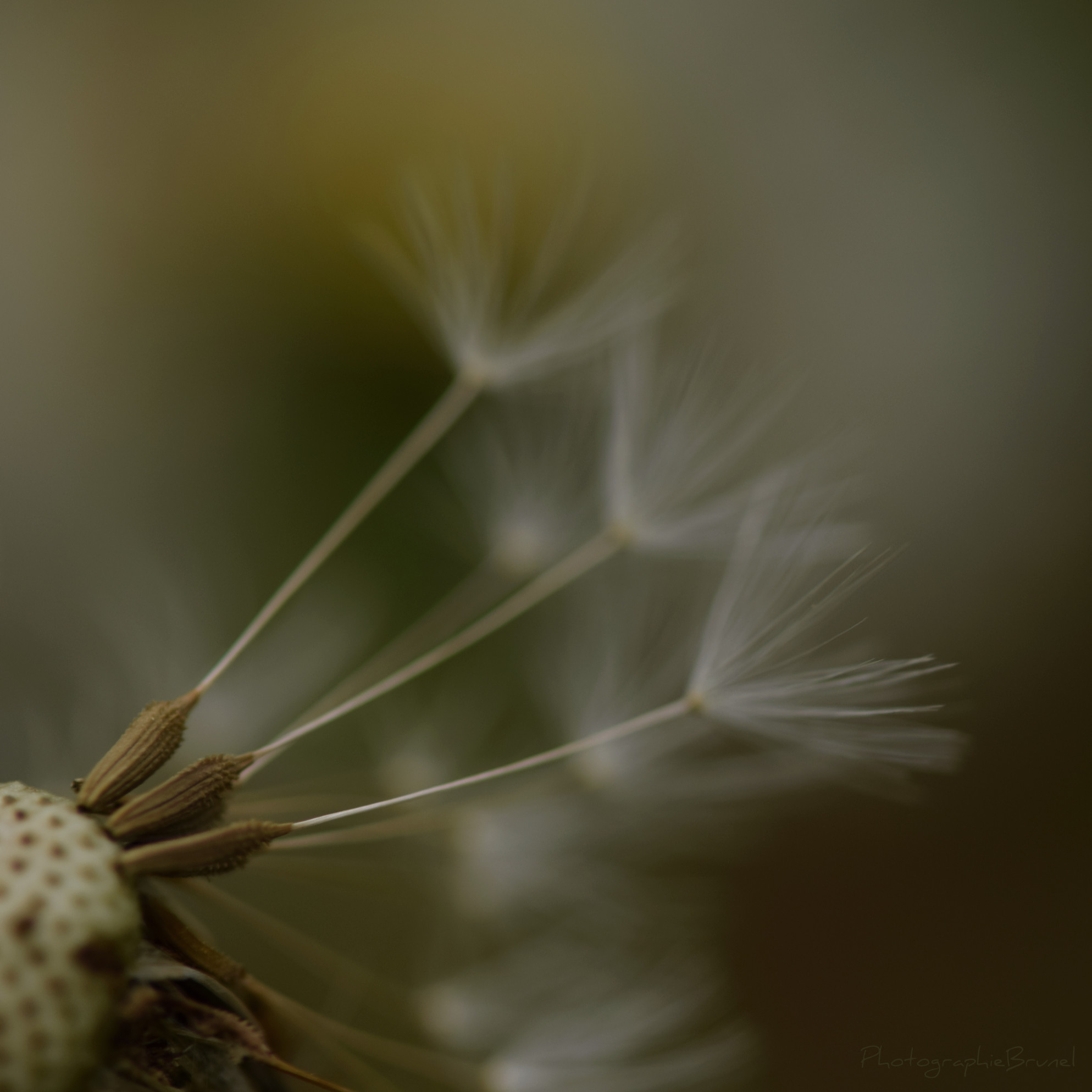 macrophotographie 13