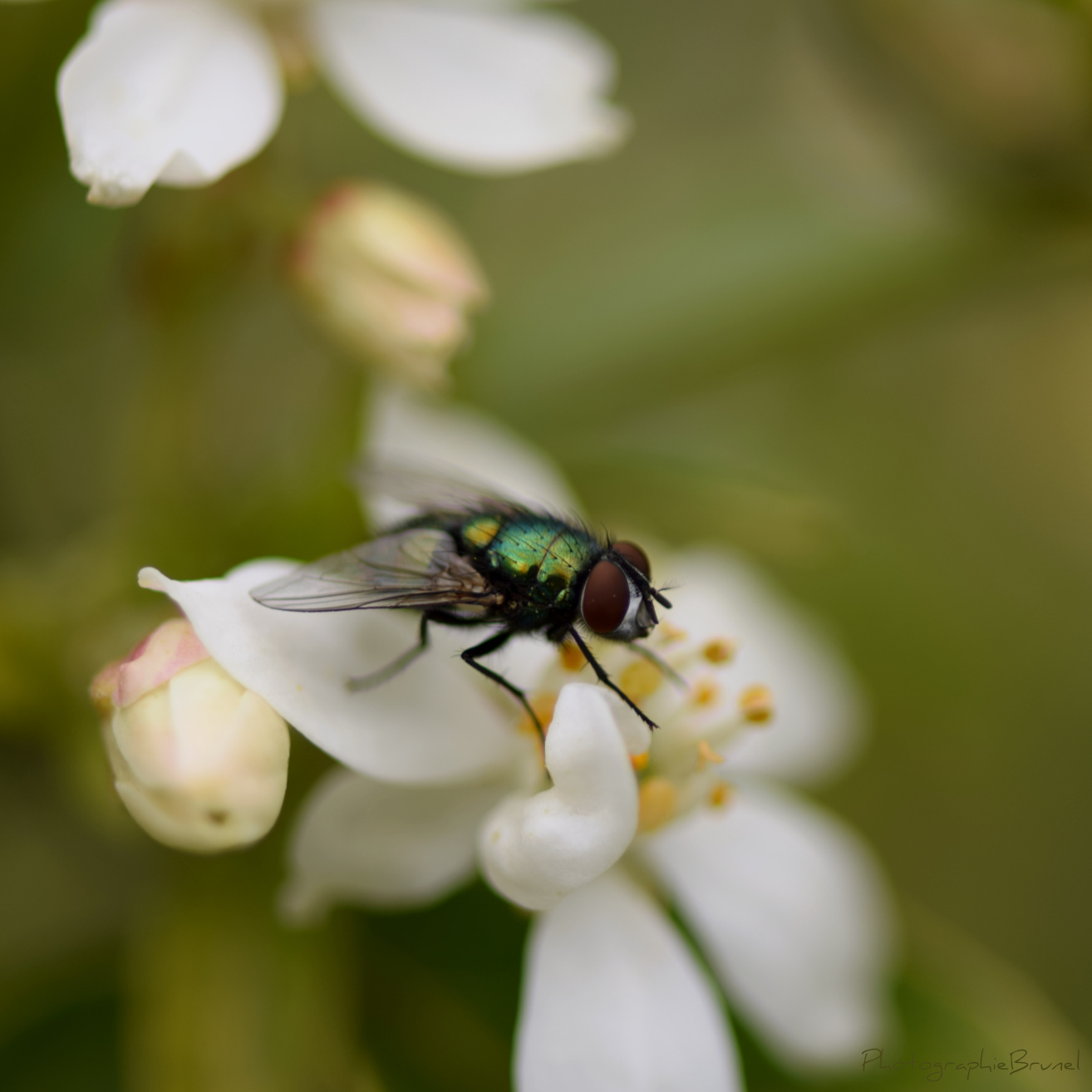 macrophotographie 14