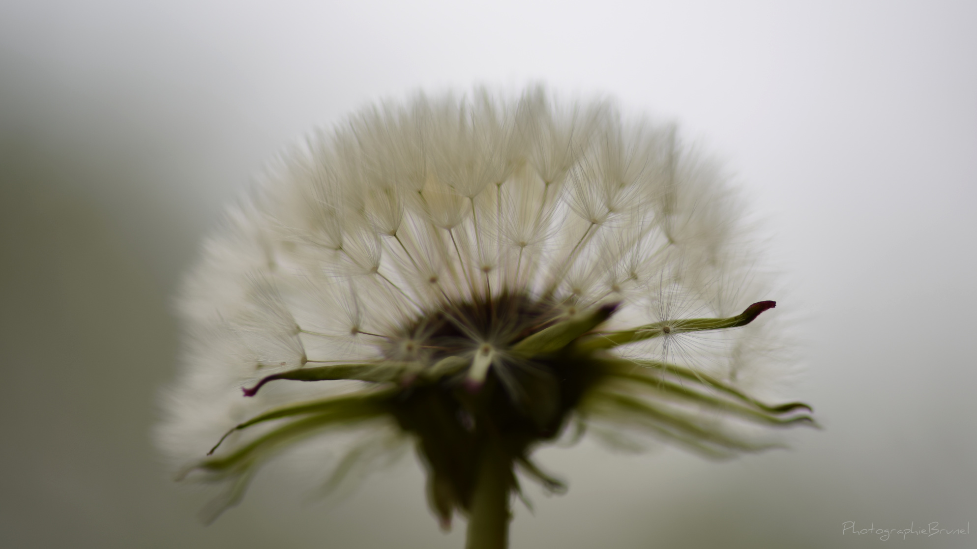 macrophotographie 15