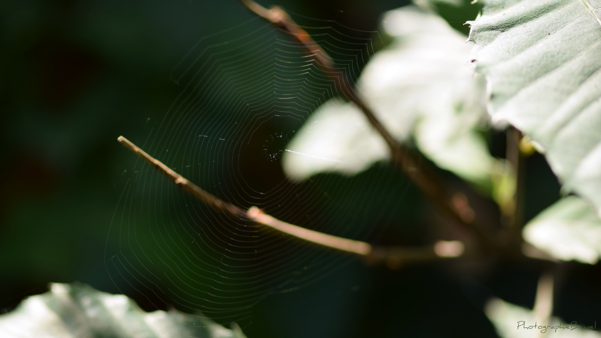 macrophotographie 16