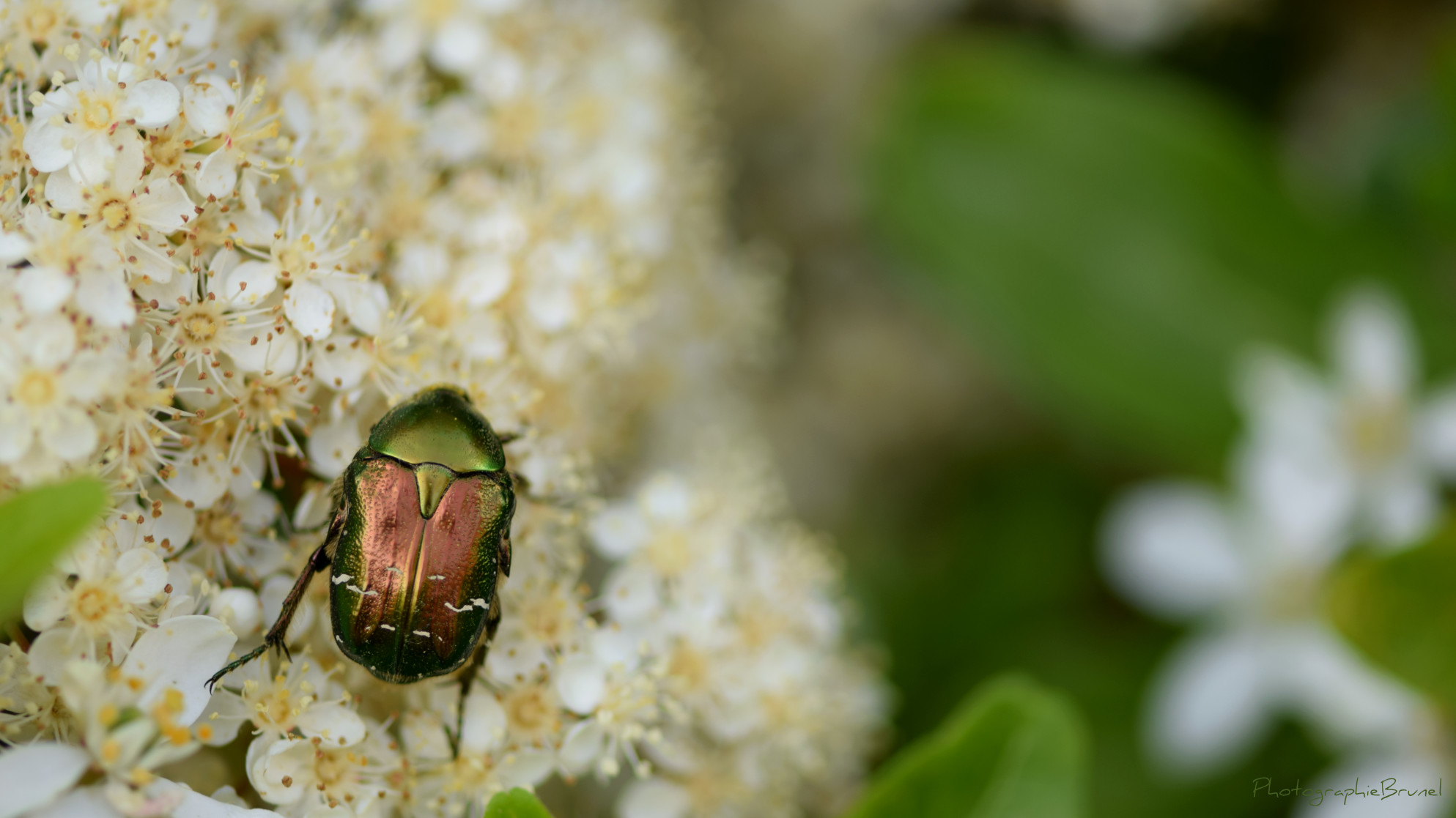 macrophotographie 17