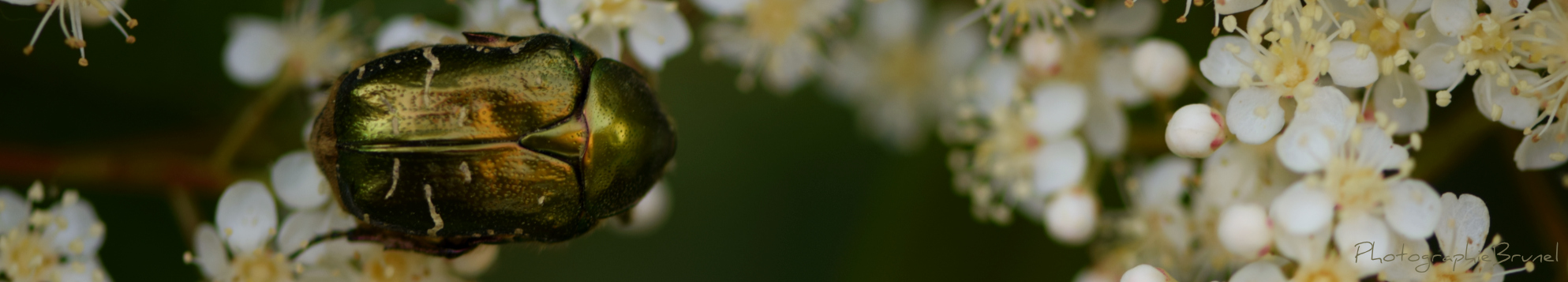 macrophotographie 18