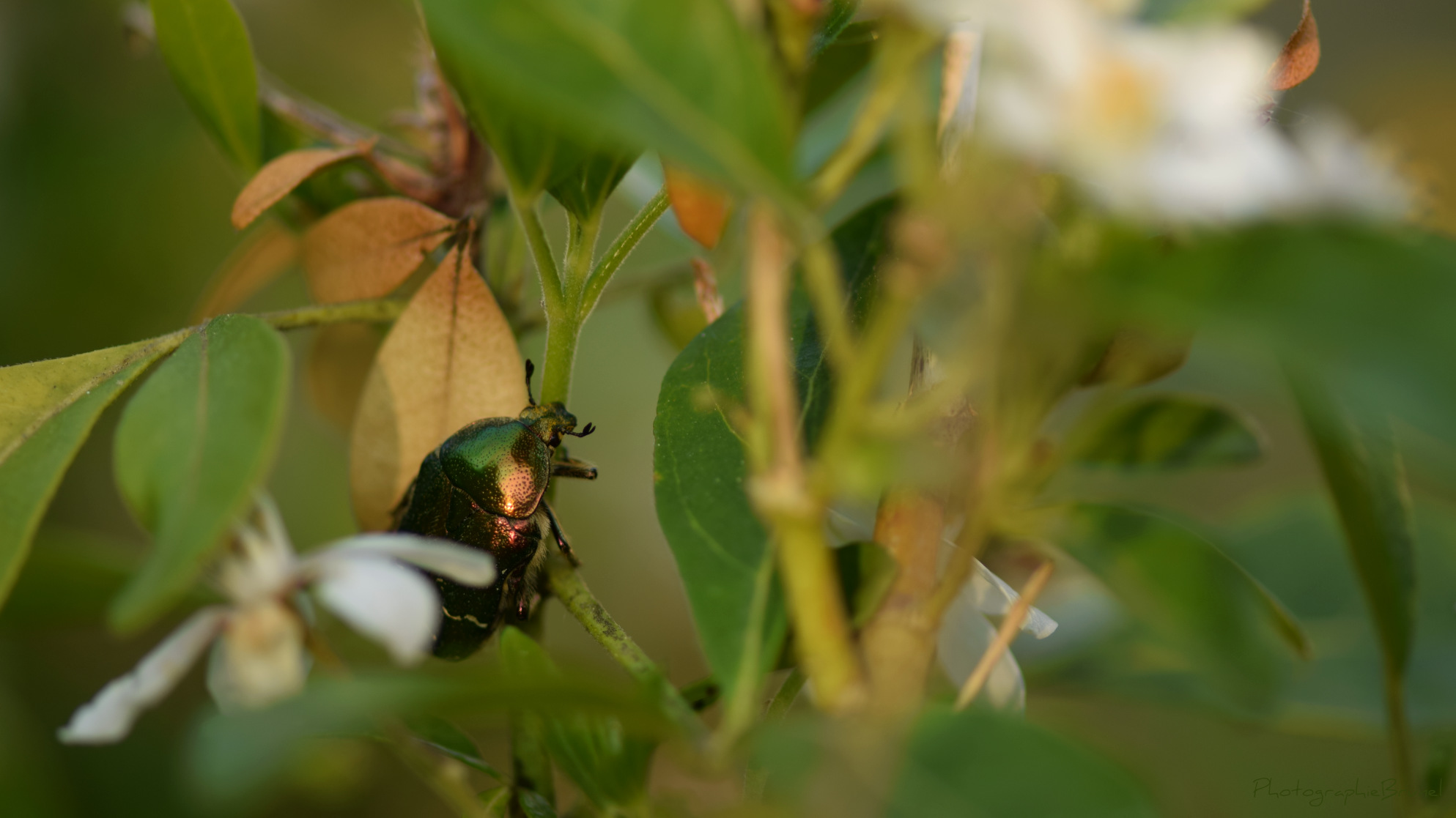 macrophotographie 19
