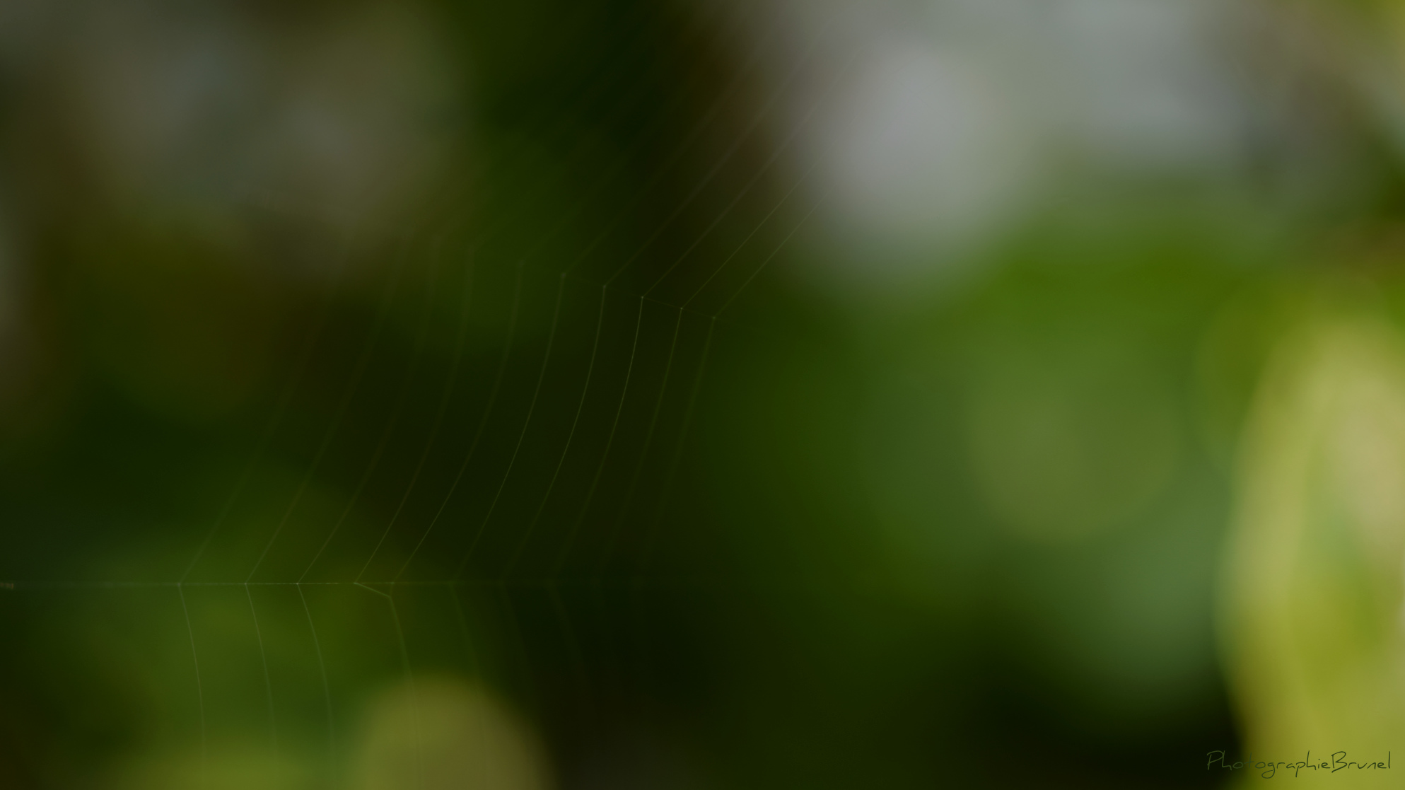 macrophotographie 20