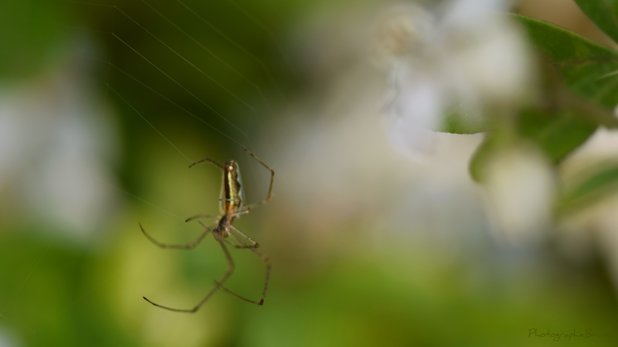 macrophotographie 21