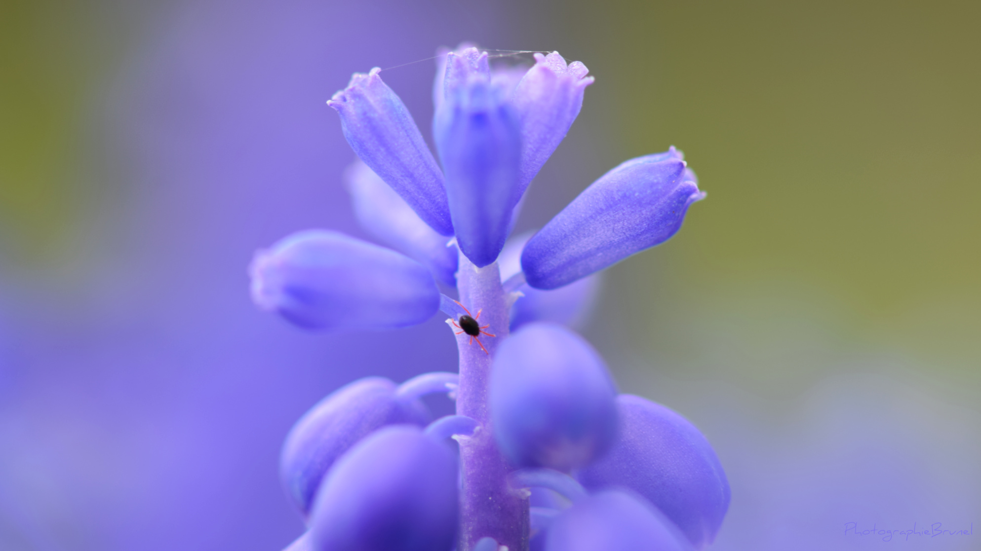 macrophotographie 22