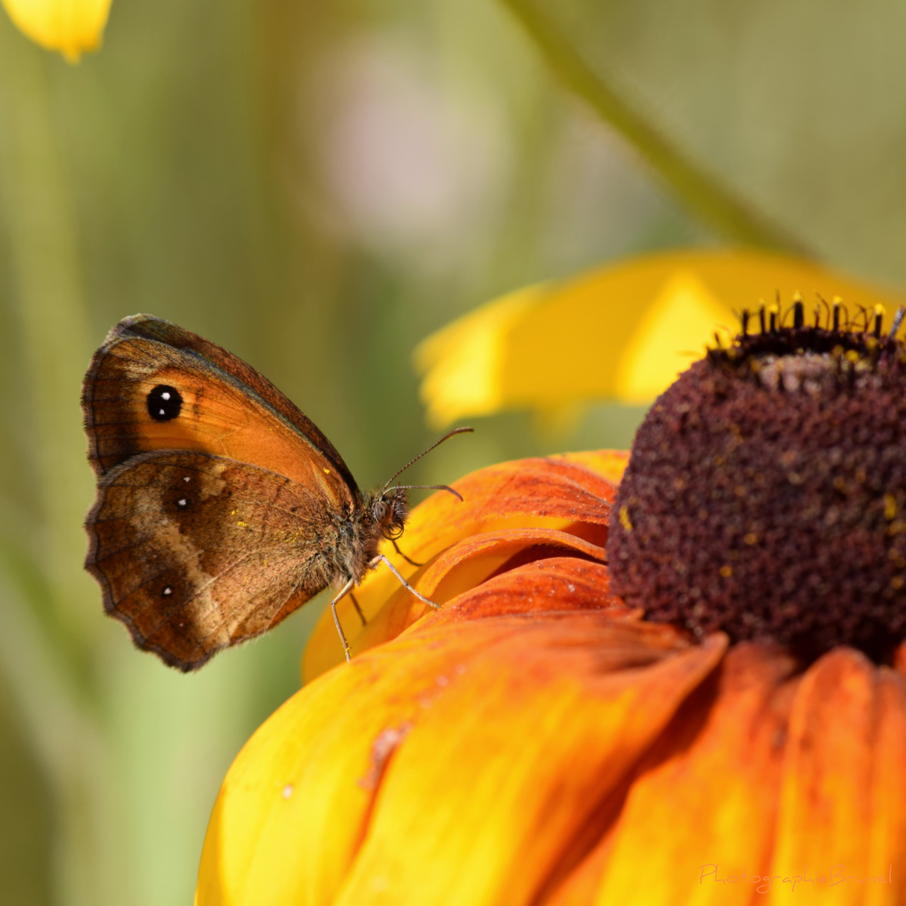 macrophotographie 24