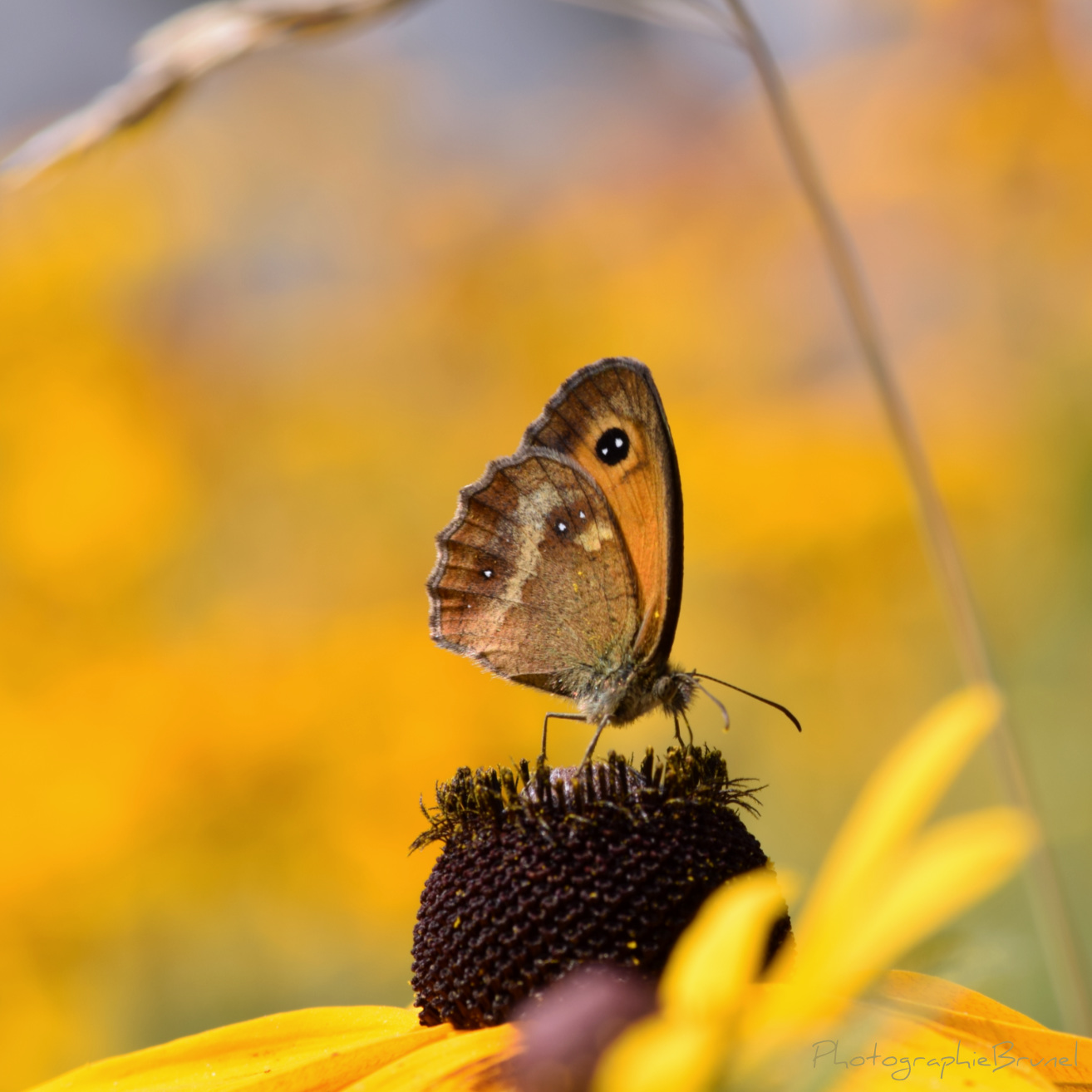 macrophotographie 25