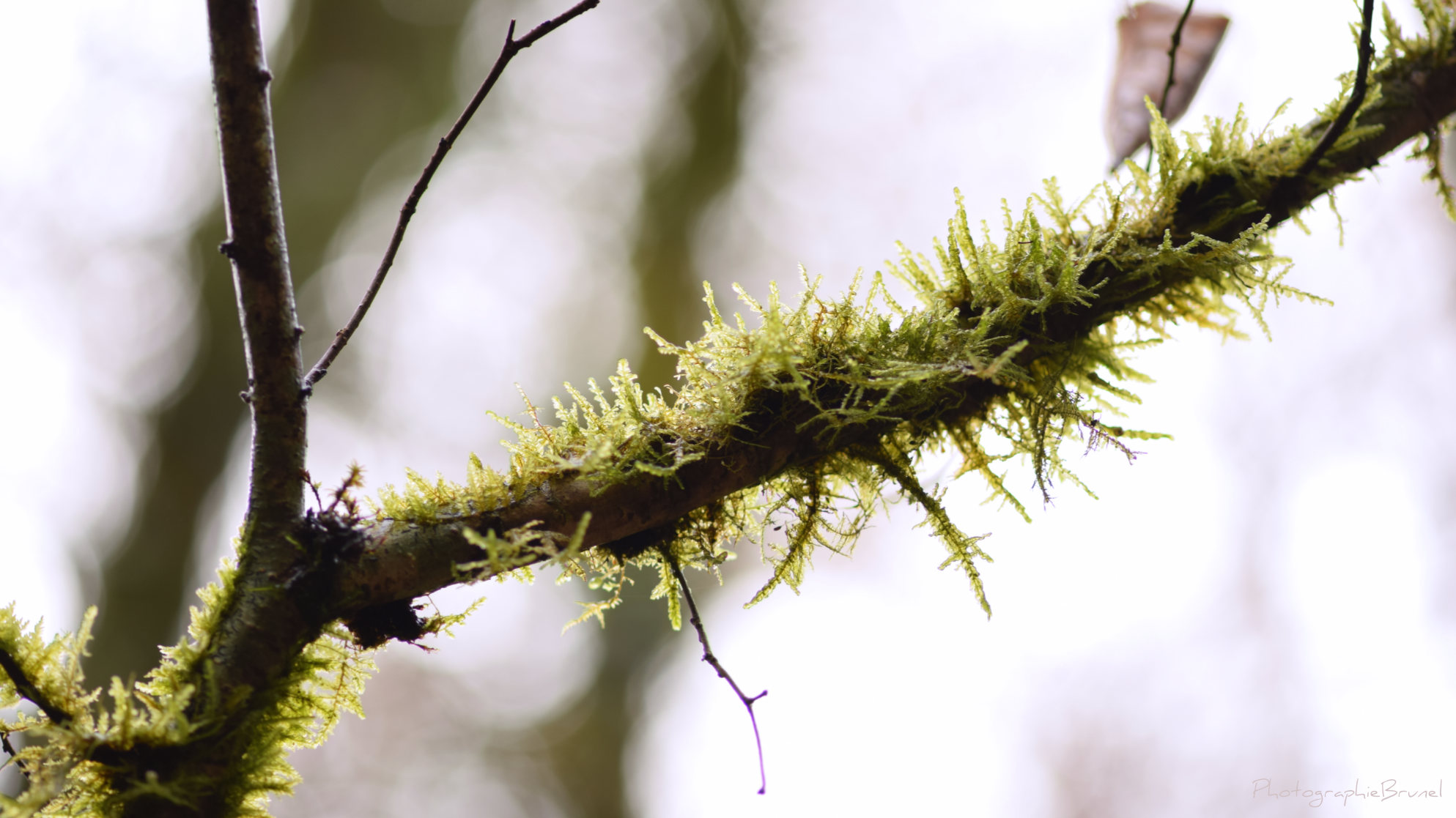 macrophotographie 26