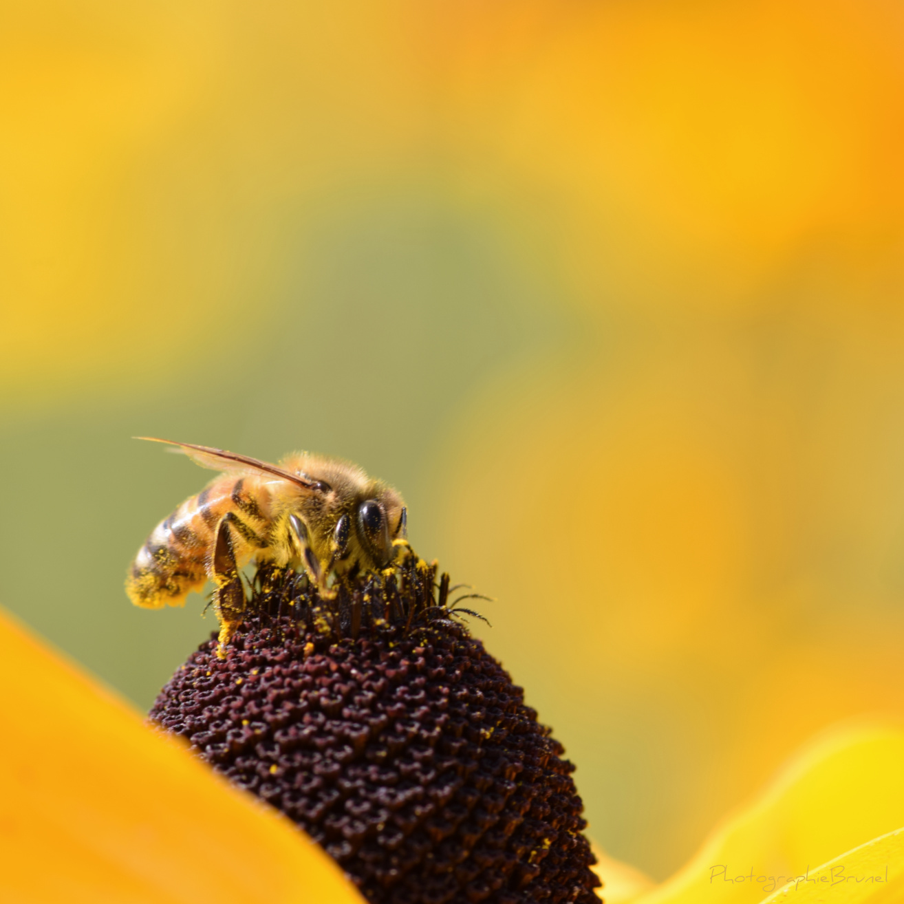 macrophotographie 27