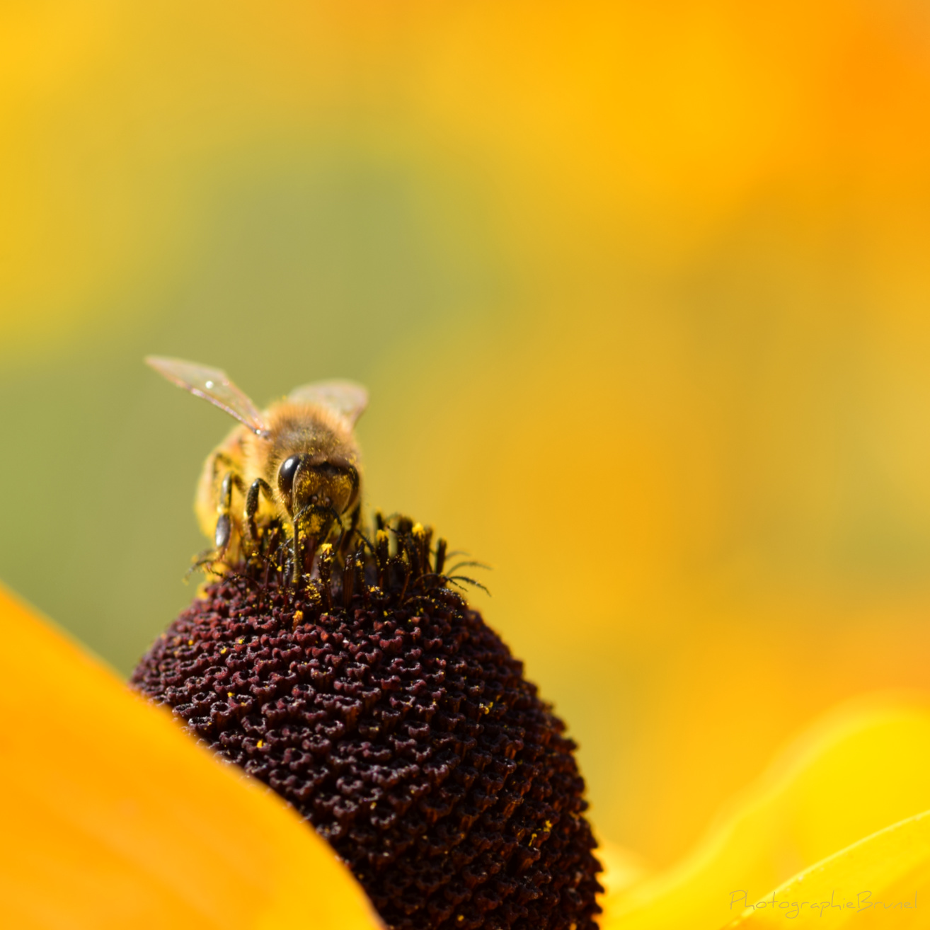 macrophotographie 28