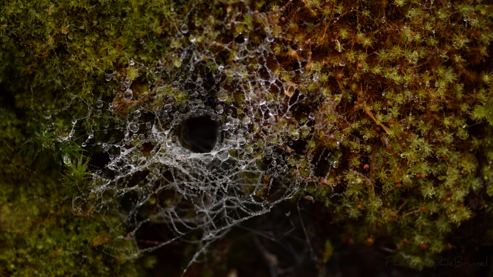 macrophotographie 29