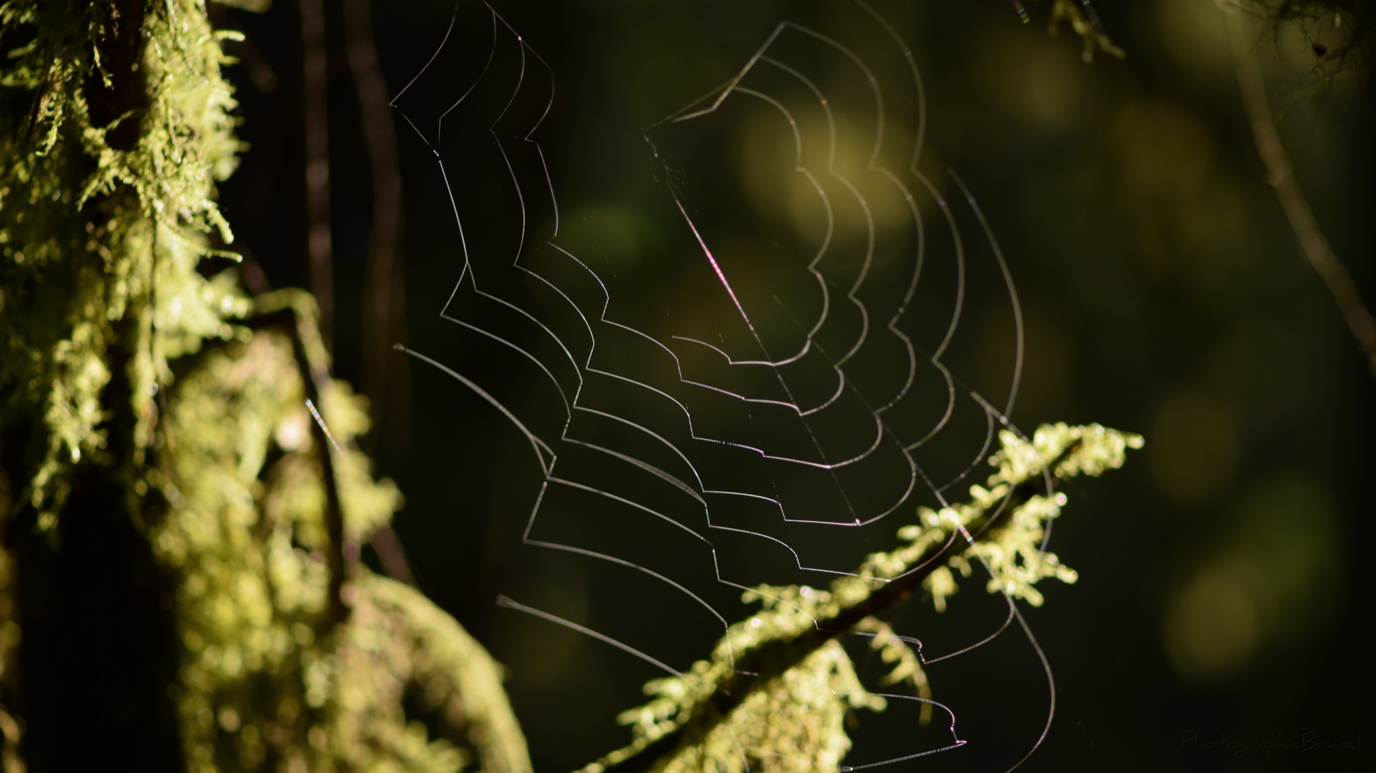 macrophotographie 30