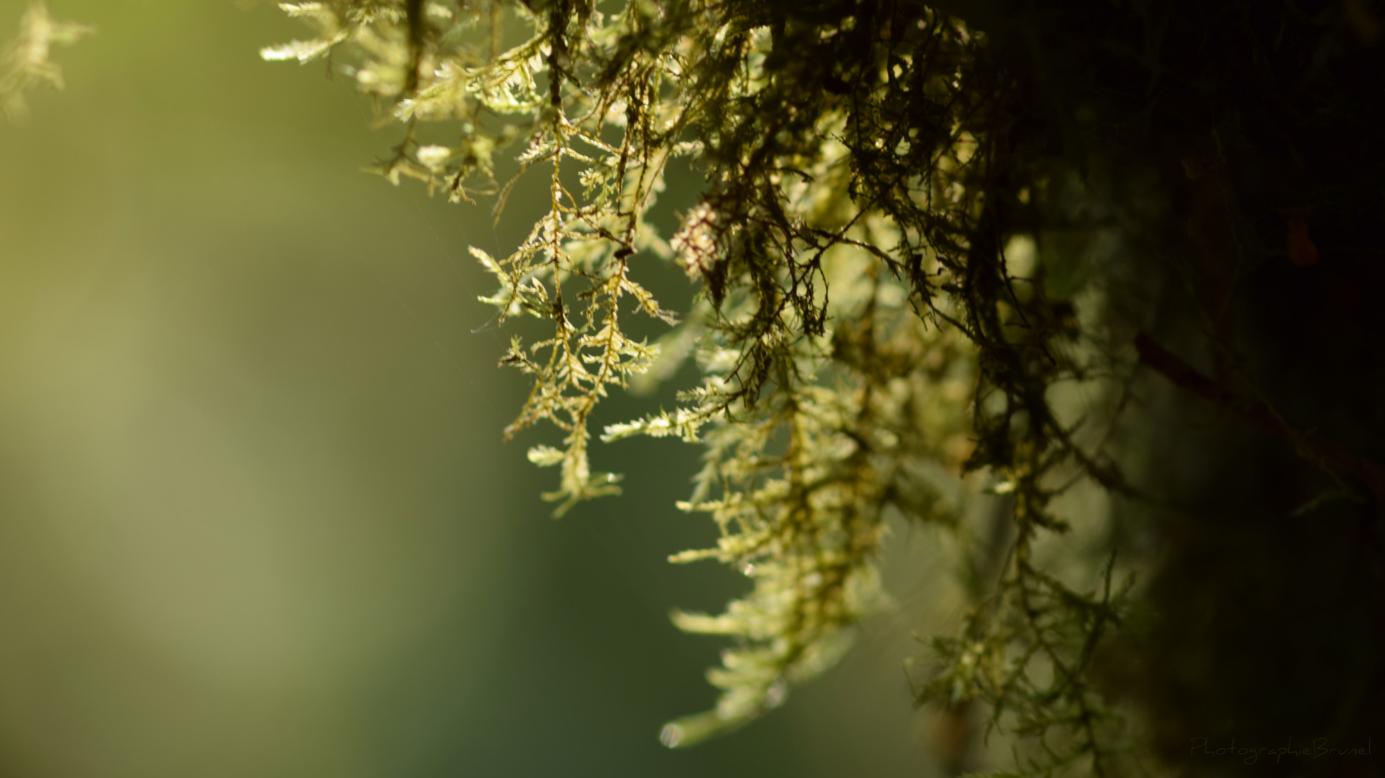 macrophotographie 31