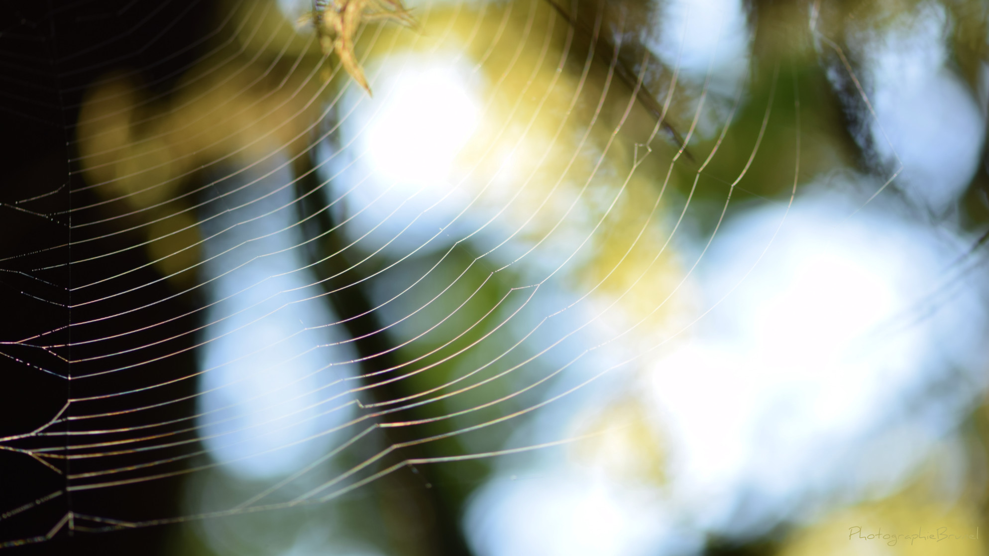 macrophotographie 32