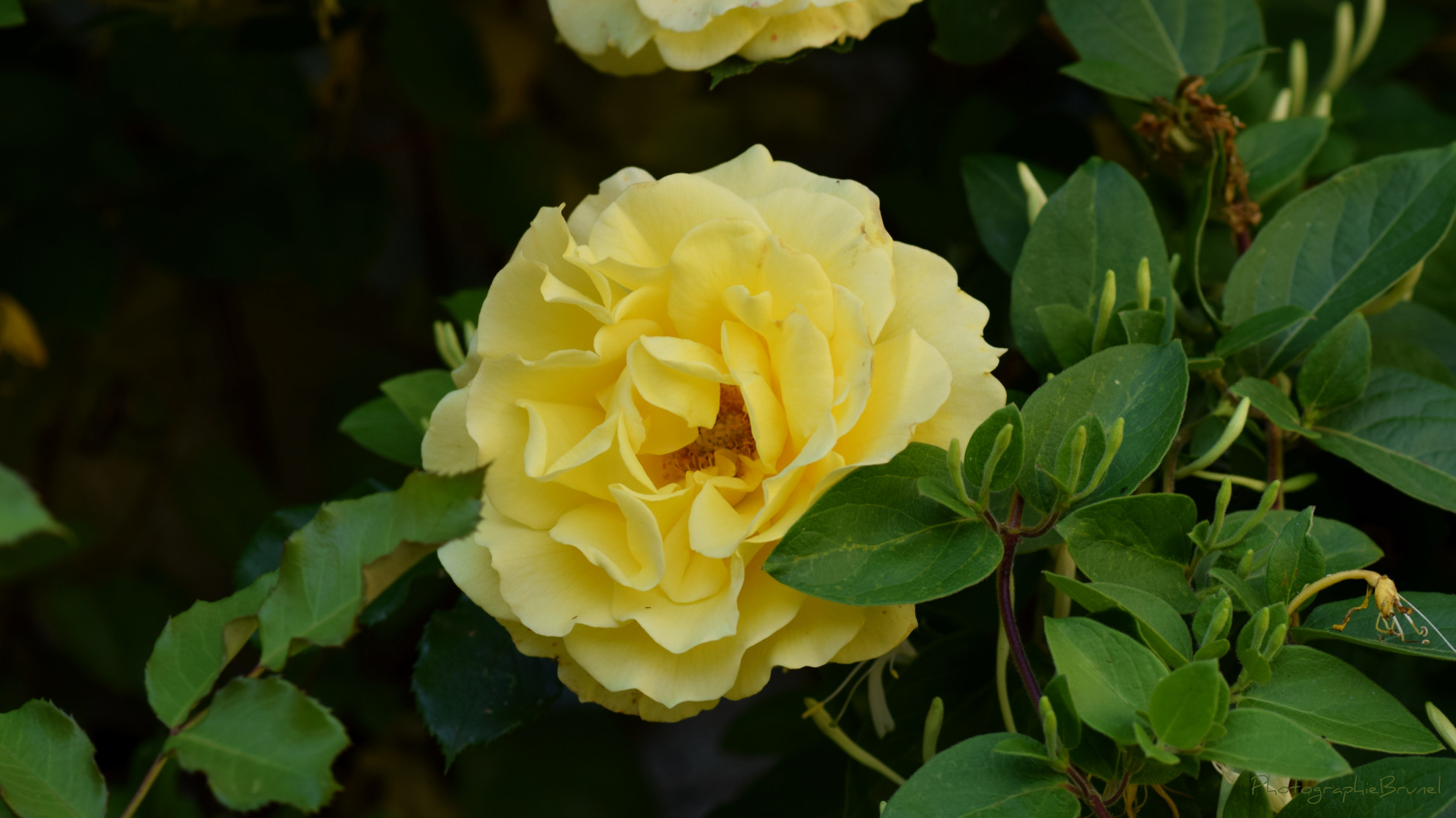 macrophotographie 33