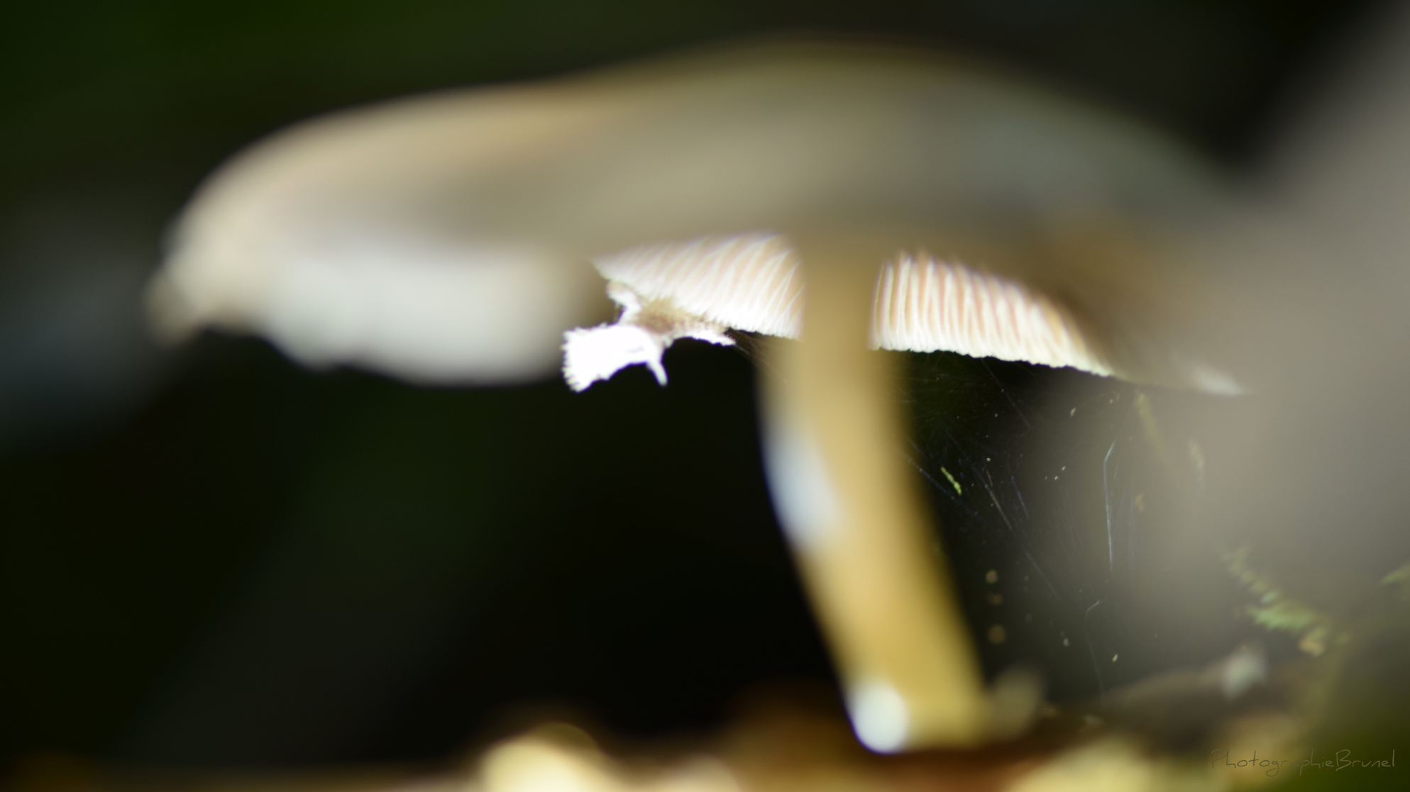 macrophotographie 35