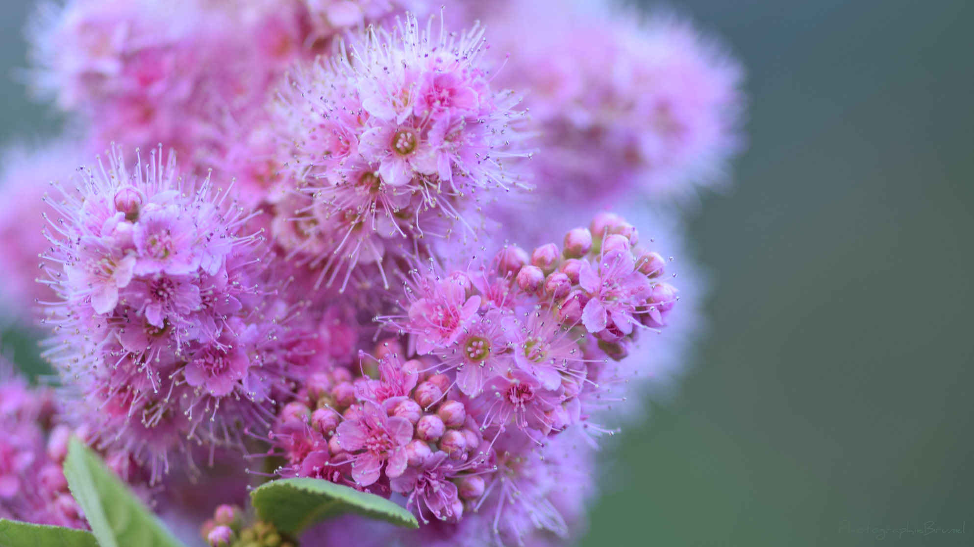 macrophotographie 36