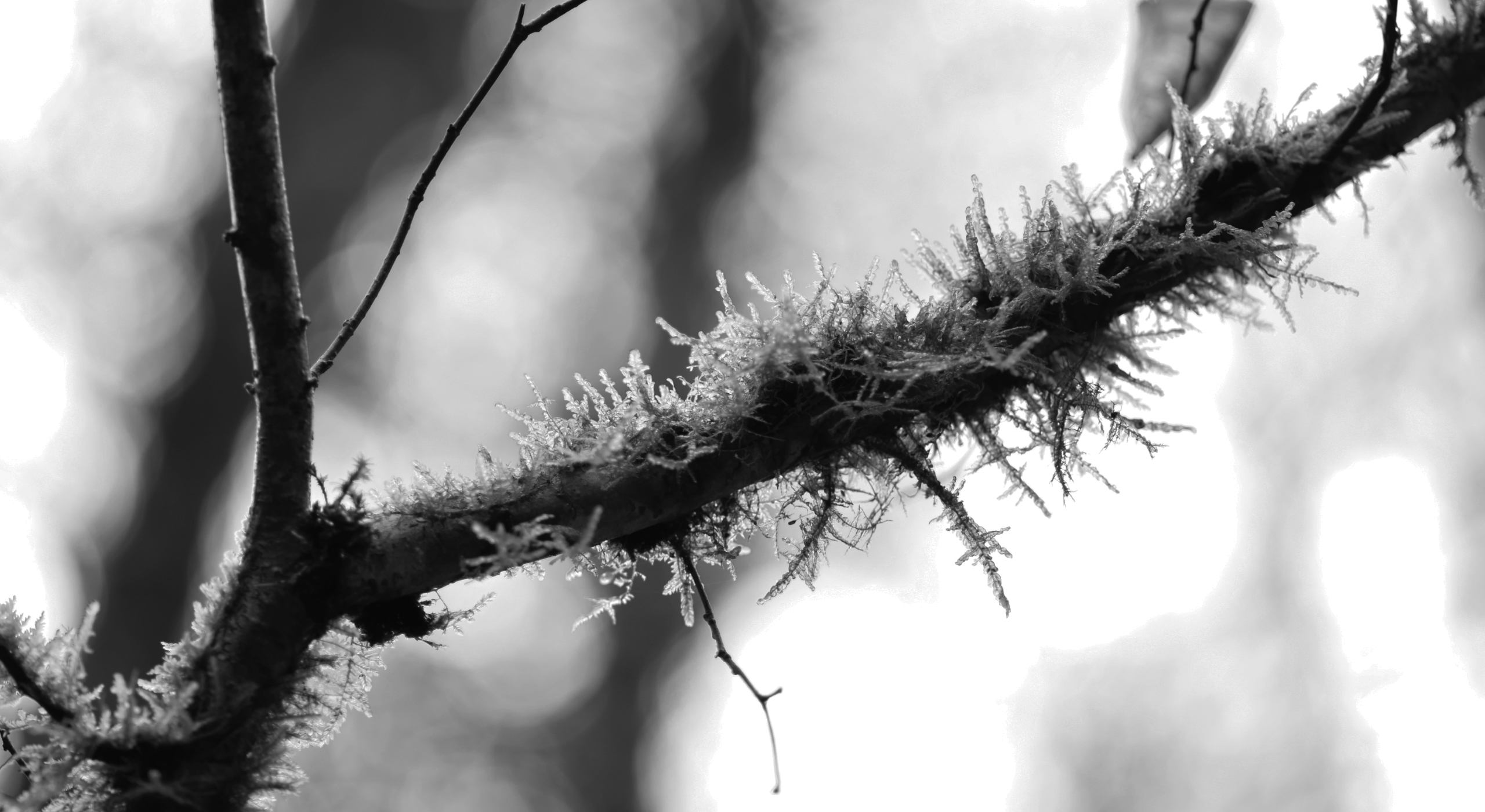 Image de tête page Macrophotographie
